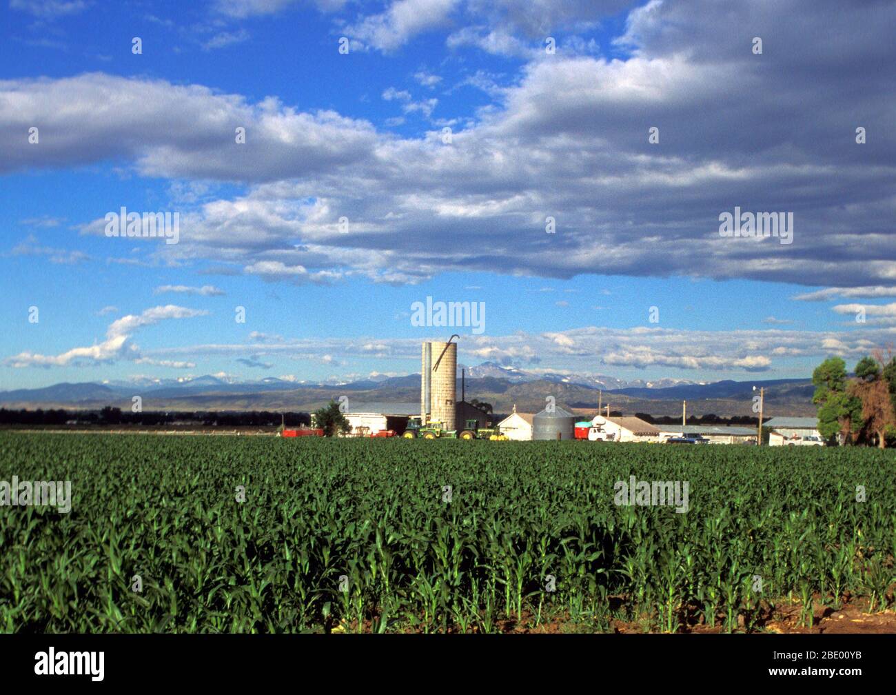 Agricoltura Corn Foto Stock