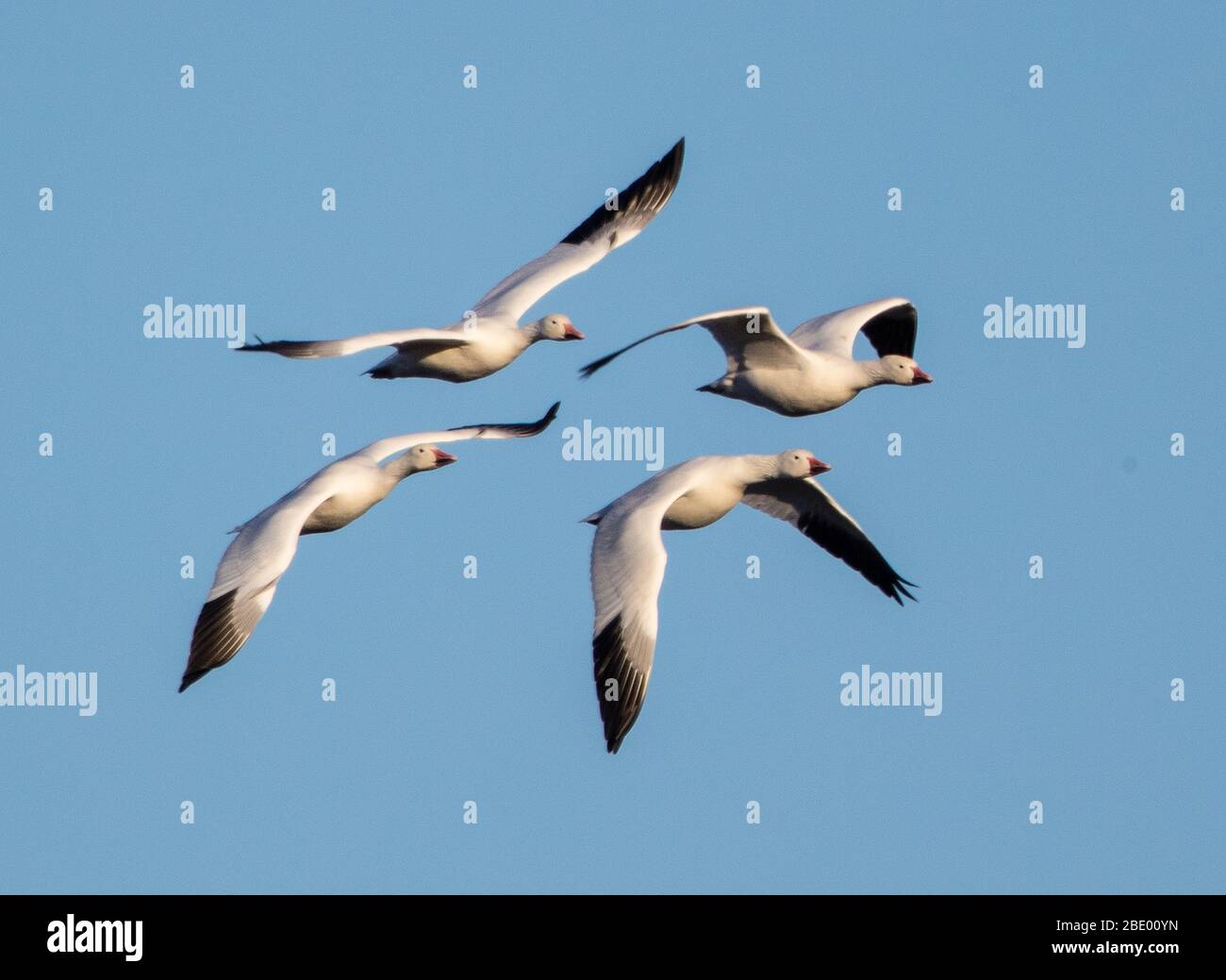 Oche da neve (Anser caerulescens) che volano contro il cielo limpido, Soccoro, New Mexico, USA Foto Stock