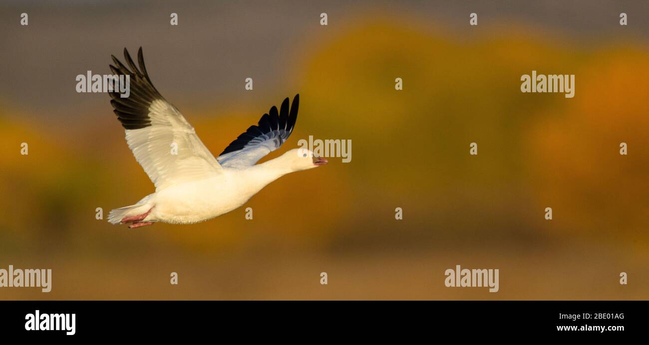 L'oca da neve (Anser caerulescens) vola, Soccoro, New Mexico, USA Foto Stock