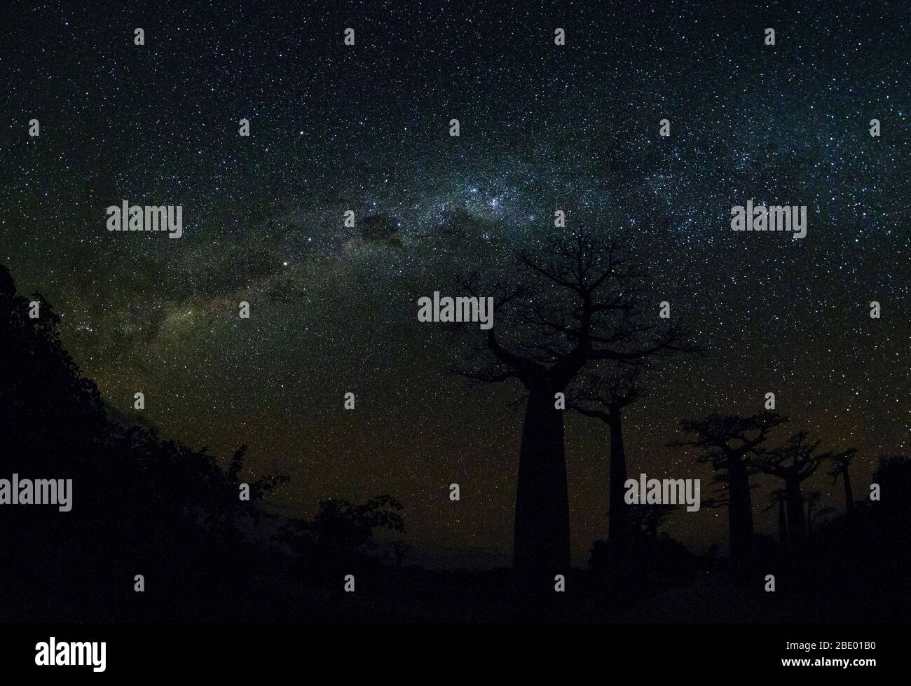 Baobab alberi sotto la galassia Via Lattea di notte, Morondava, Madagascar Foto Stock