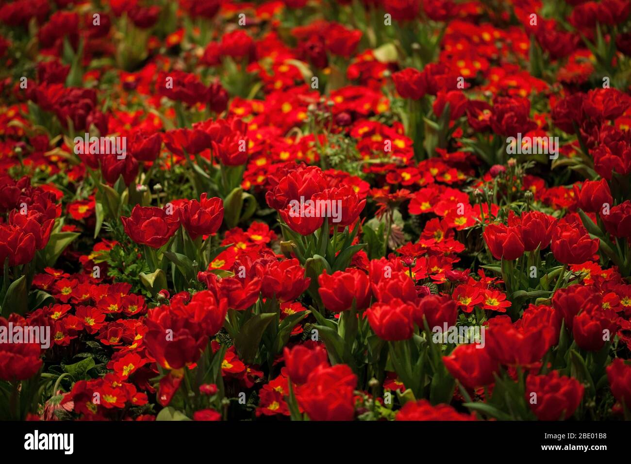 Tulipani rossi e letto di fiori di primula rosso Foto Stock