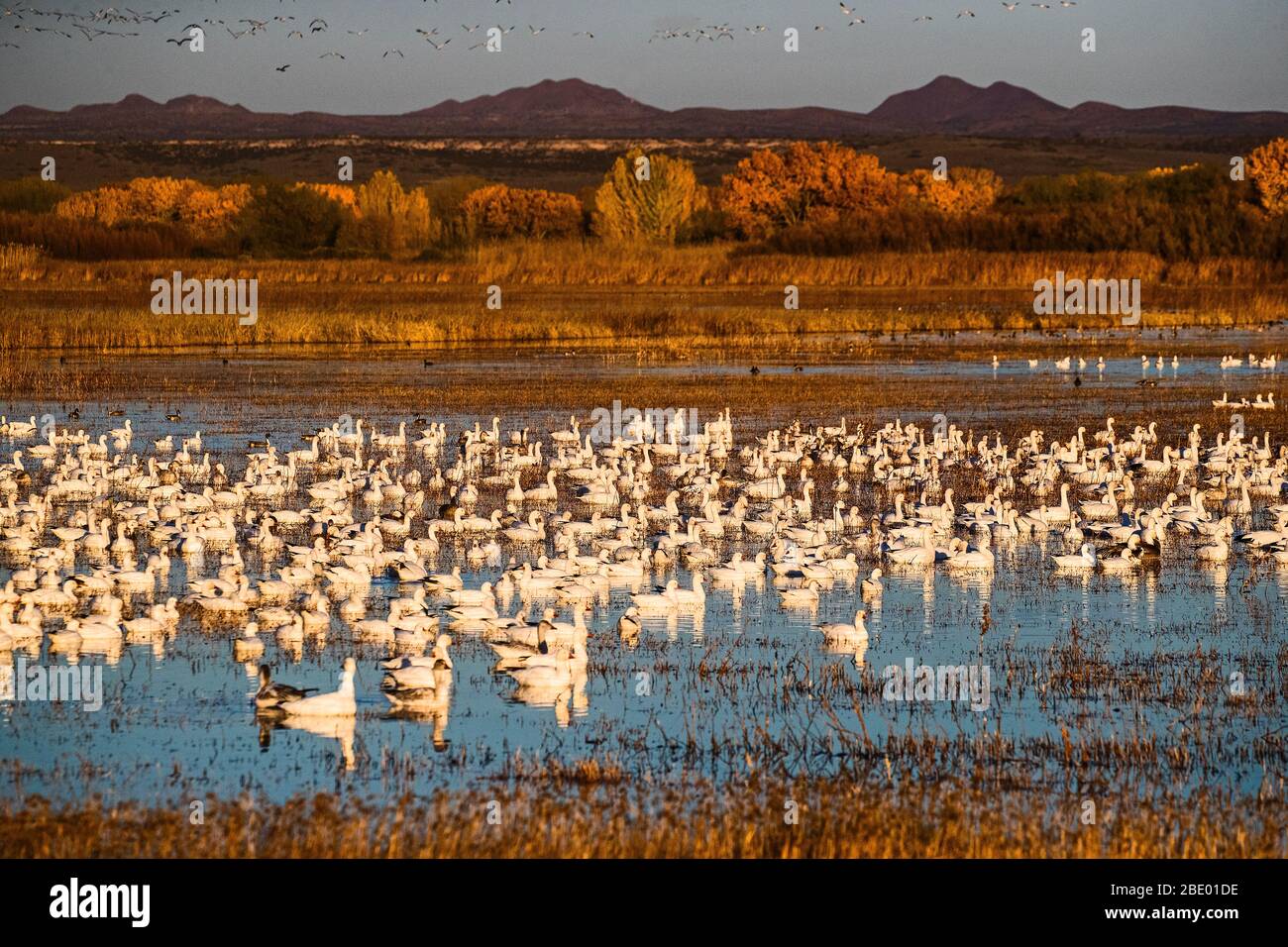 Colonia di oche da neve (Anser caerulescens) nel fiume, Soccoro, New Mexico, USA Foto Stock