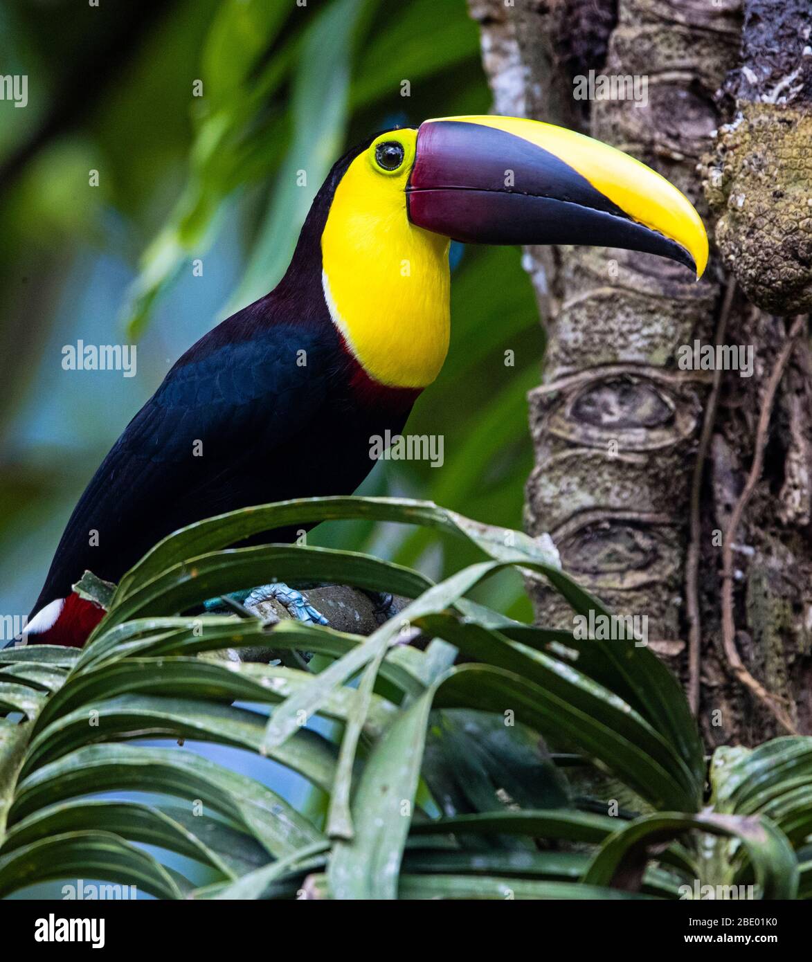 Toucan di castagno mandizzato o toucan di Swainsons (Ramphastos ambiguo swainsonii), Sarapiqui, Costa Rica Foto Stock