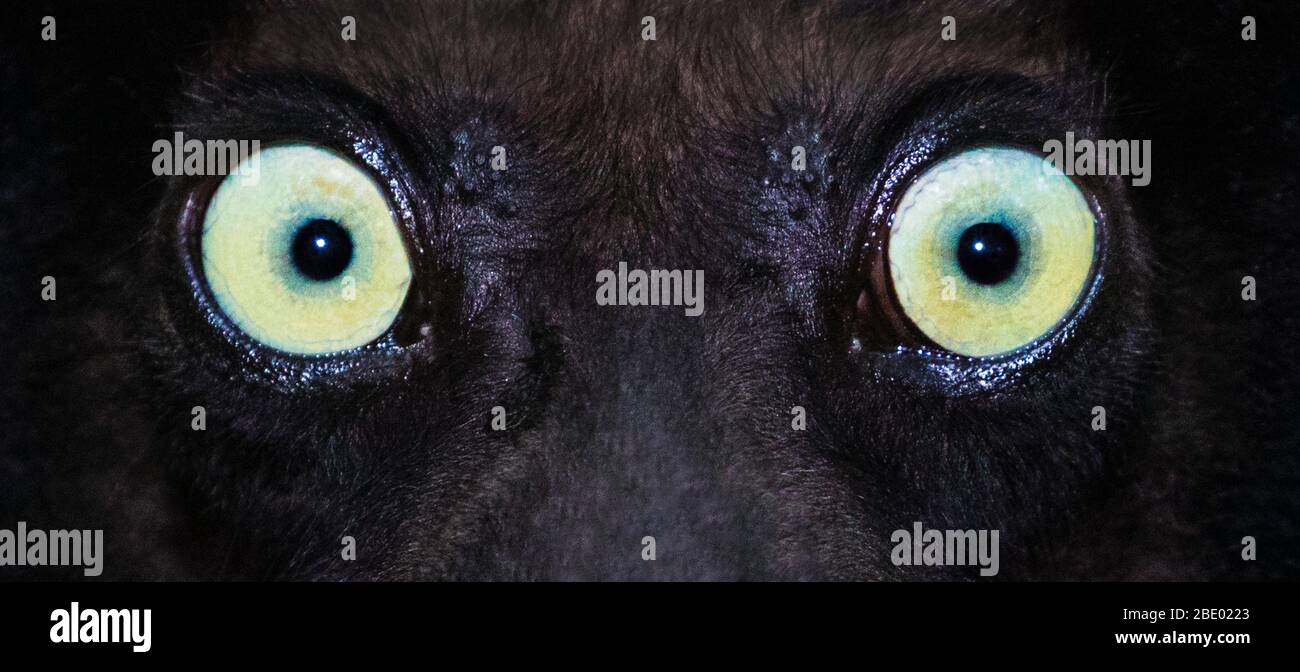 Foto ravvicinata di lemuri neri (Eulemur macaco) occhi, Palmarium, Madagascar Foto Stock