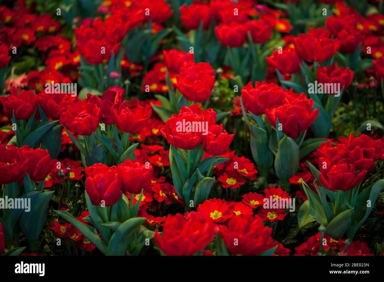 Tulipani rossi e letto di fiori di primula rosso Foto Stock