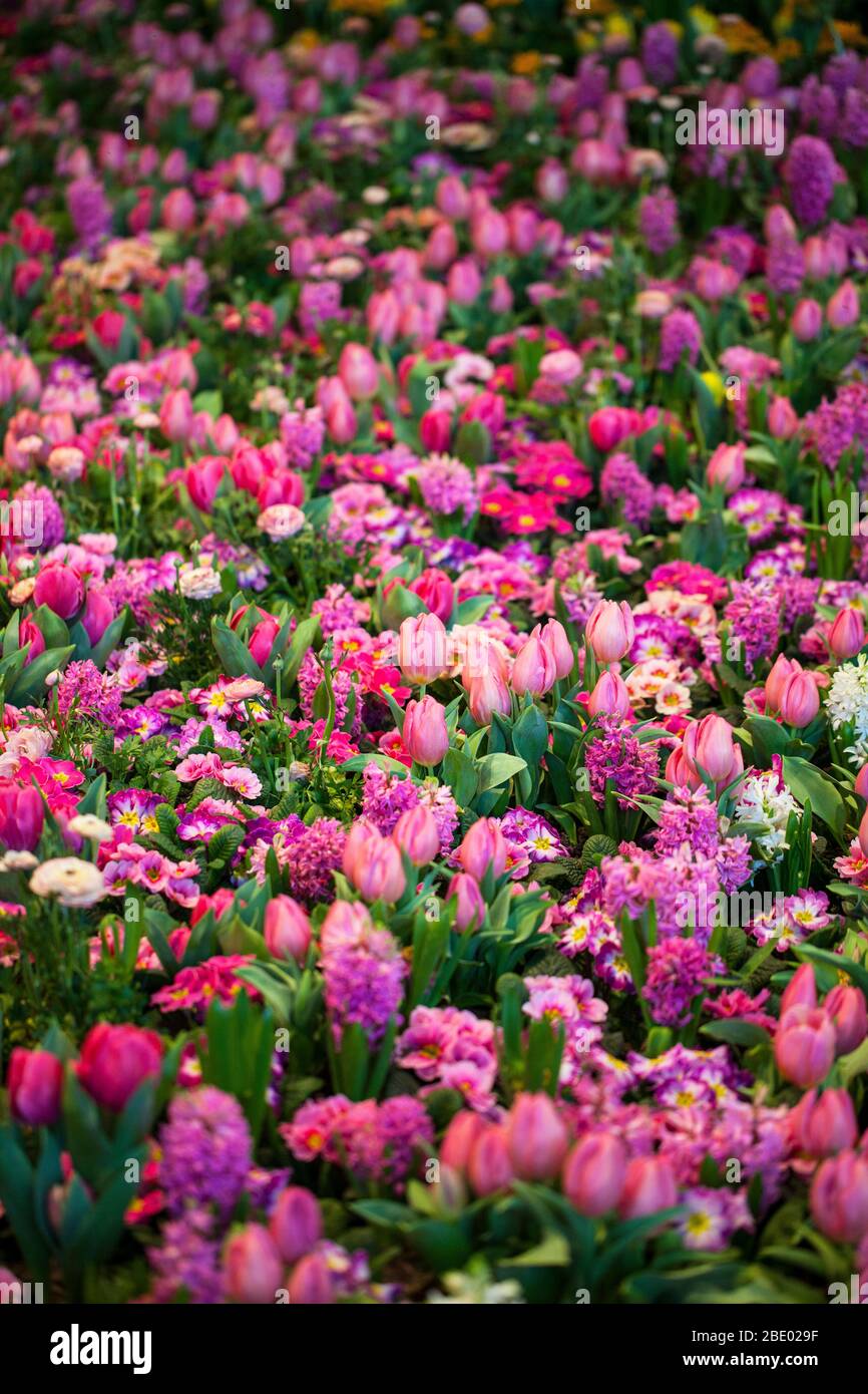 Tulipani colorati, Hyacinthus, Narciss, Primula, Ranunculus aiuole in International 'Grüne Woche', Messe Berlin, 2020 Foto Stock