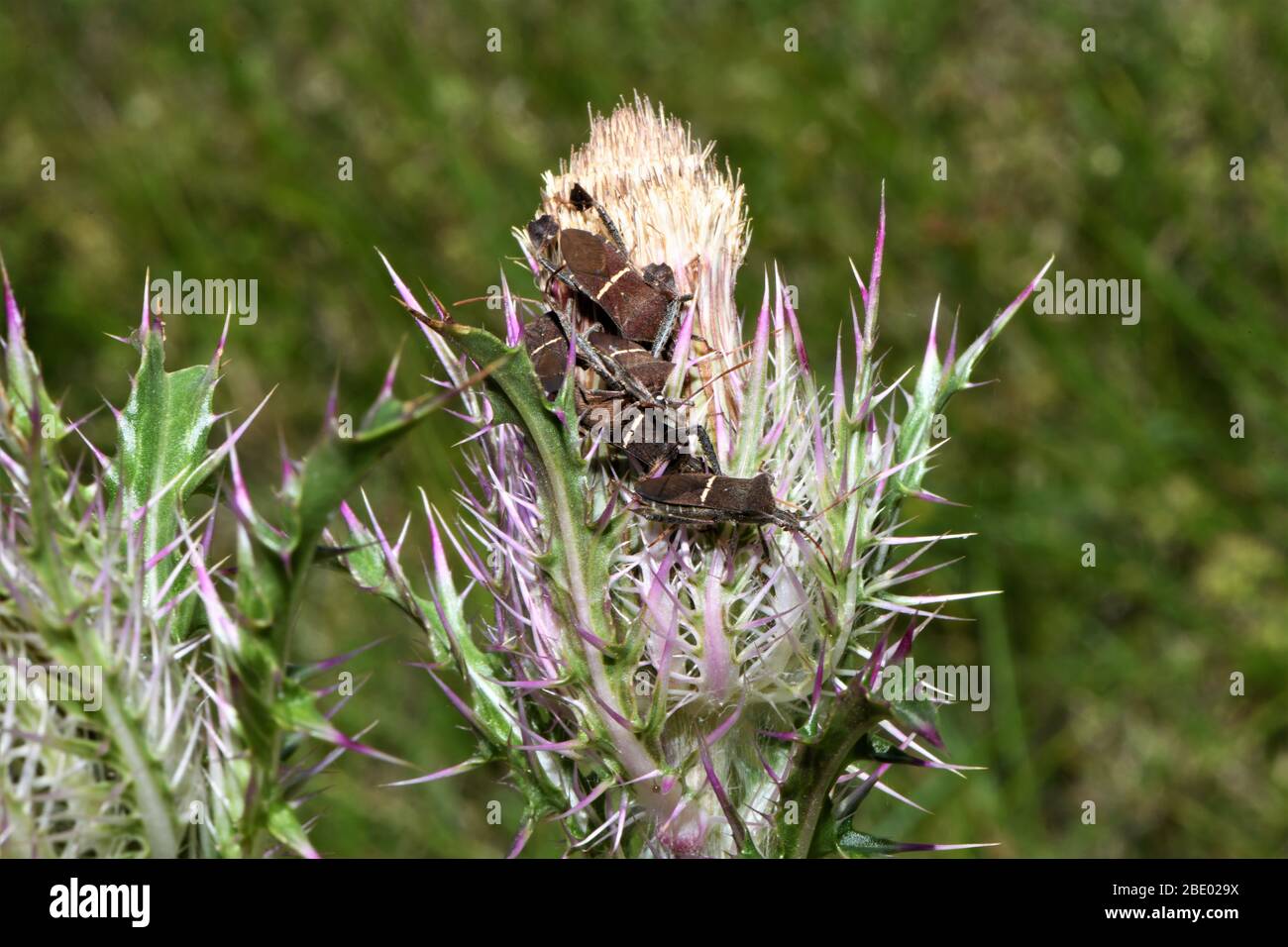 Eastern foglia footed bug su un thistle setole. Foto Stock