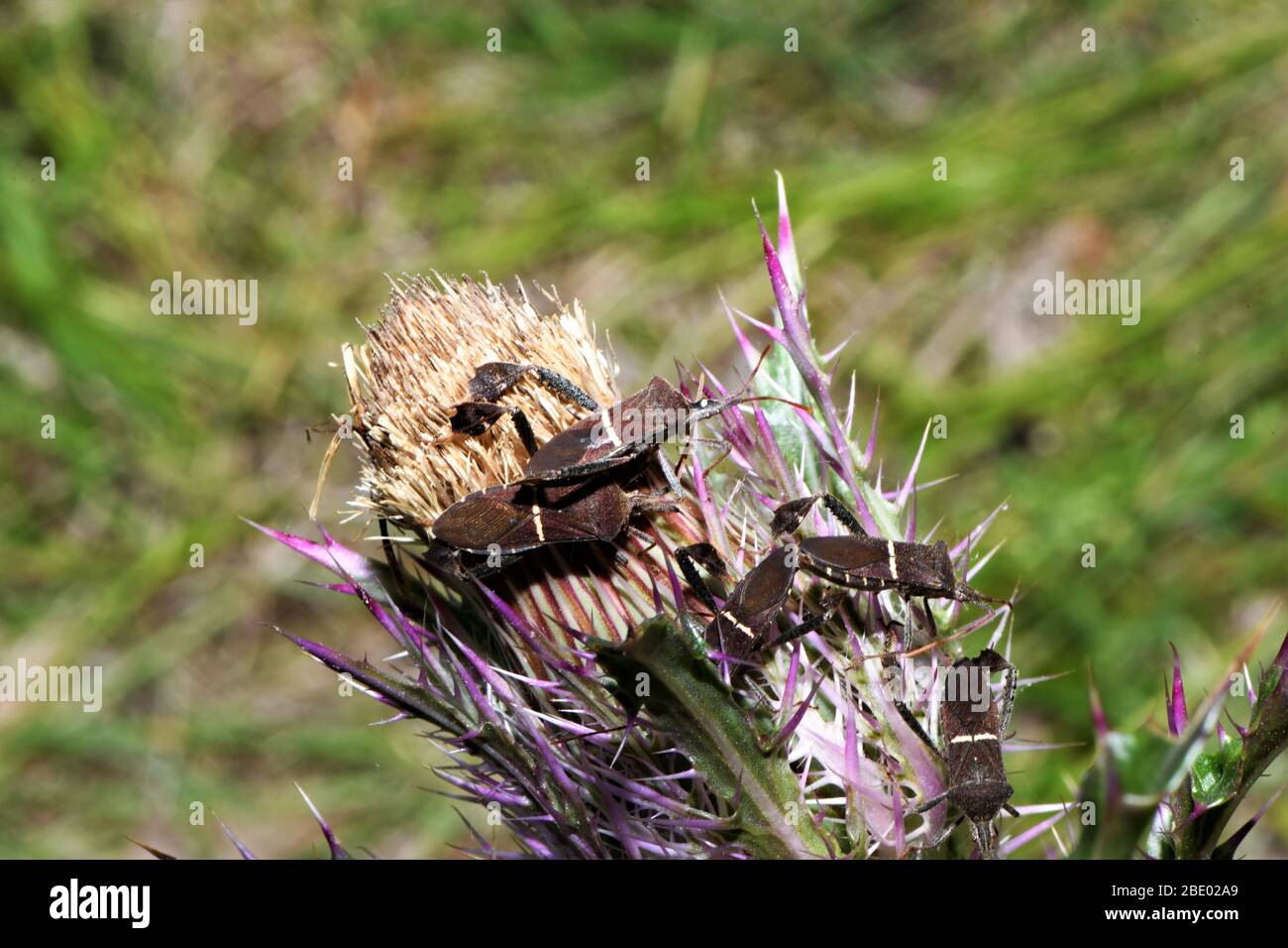 Eastern foglia footed bug su un thistle setole. Foto Stock