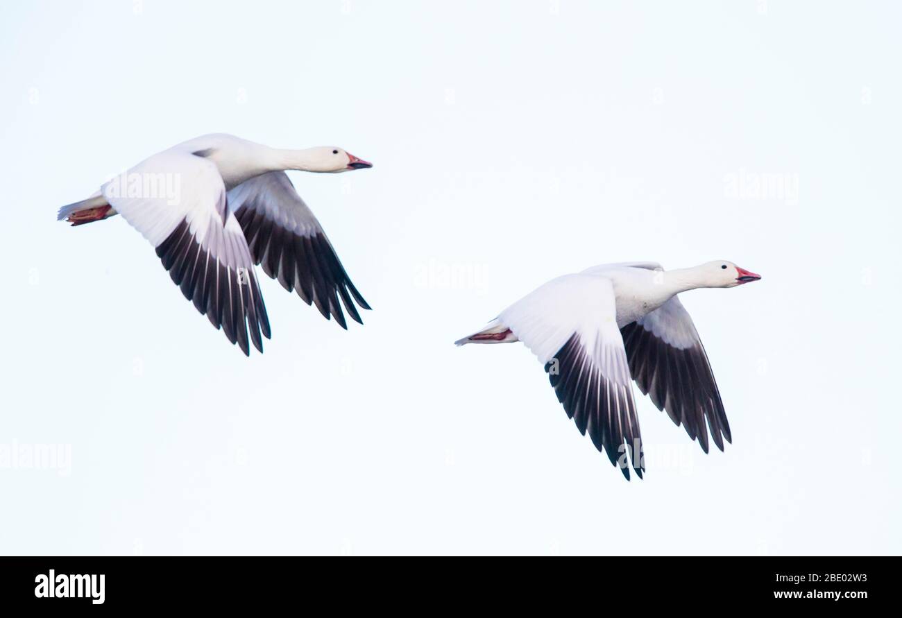 Due oche da neve (Anser caerulescens) che volano contro il cielo limpido, Soccoro, New Mexico, USA Foto Stock