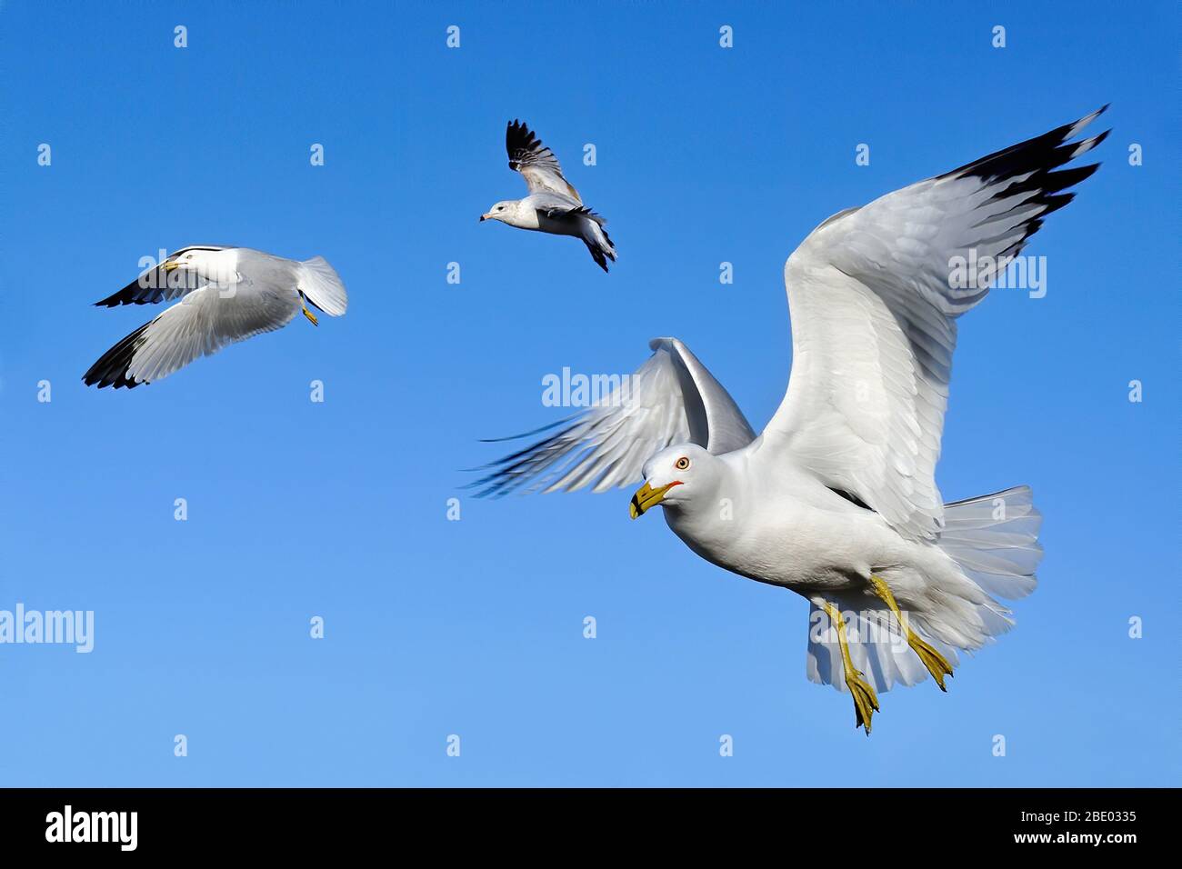 Gruppo di gabbiani che volano con le ali in diverse posizioni contro un cielo azzurro. Foto Stock