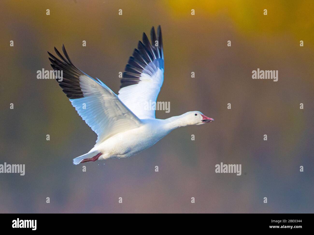 Neve d'oca (Anser caerulescens) durante il volo, Soccorso, New Mexico, USA Foto Stock
