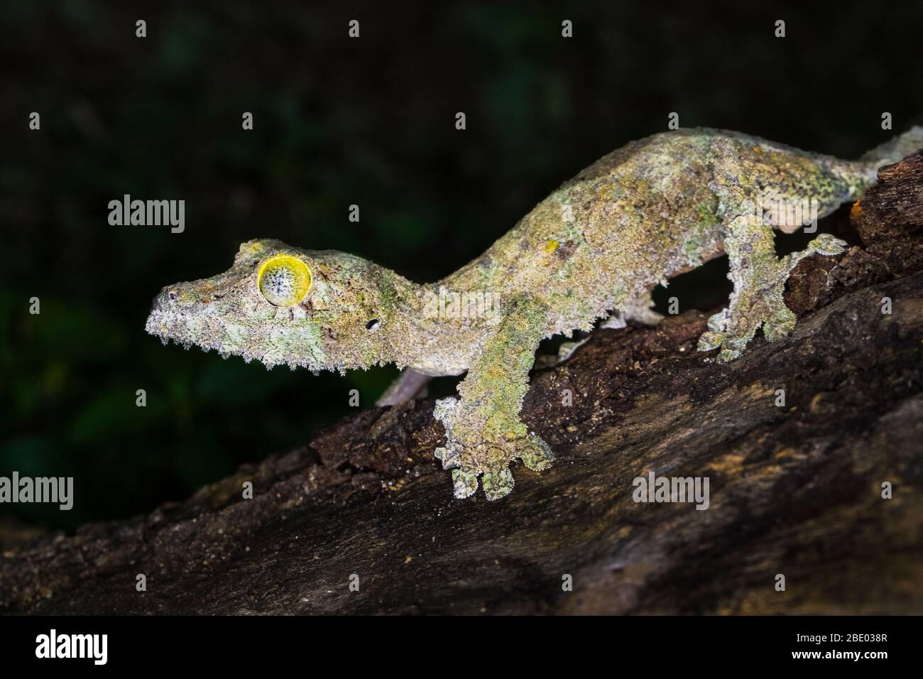 Vista del gecko con coda di foglie mossy in piedi sul ramo, Madagascar Foto Stock