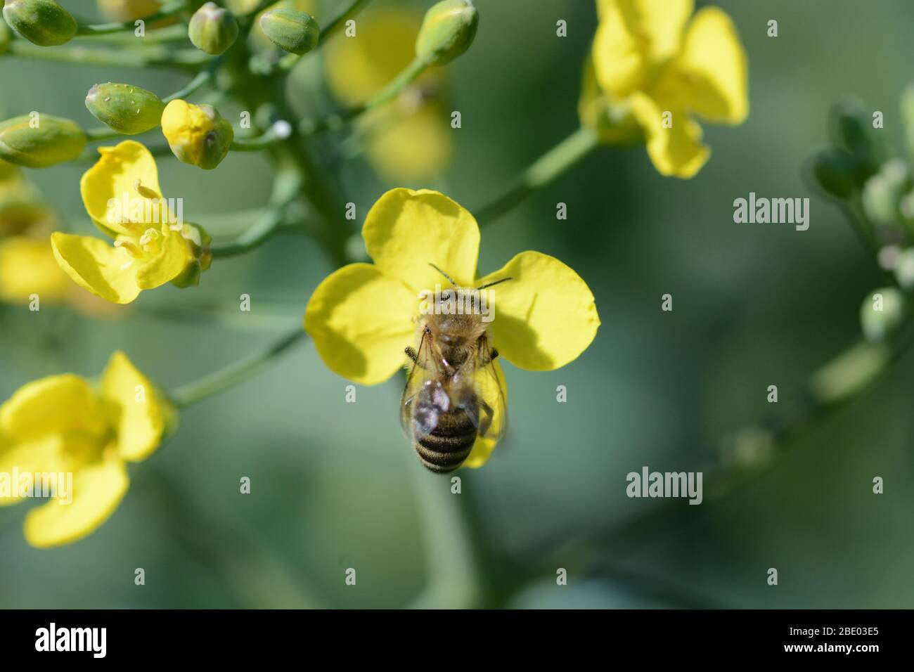 Un'ape di miele raccoglie polline su un fiore giallo Foto Stock