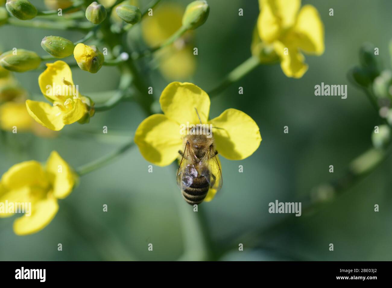 Un'ape di miele raccoglie polline su un fiore giallo Foto Stock