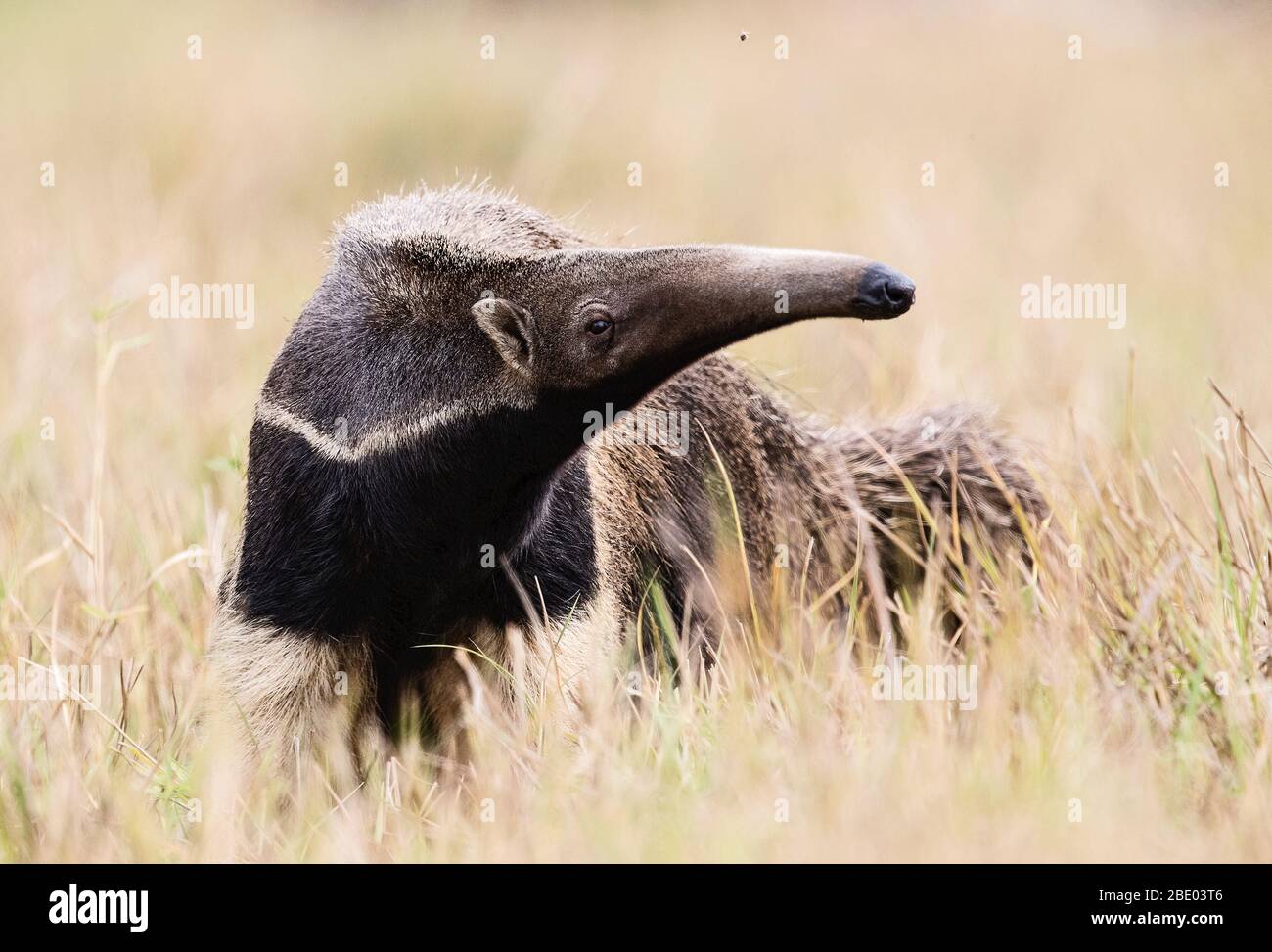 Vista sul gigantesco anteater sul prato, Pantanal, Brasile Foto Stock