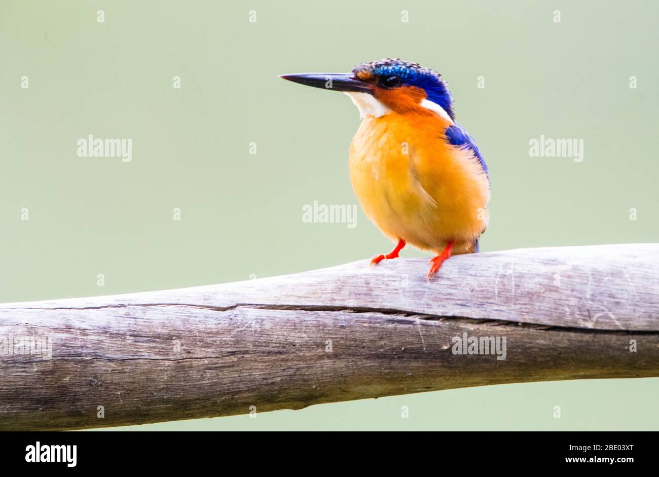 Primo piano di malachite kingfisher (Cristatus di Corythornis) in piedi sul ramo, Antananarivo, Madagascar Foto Stock