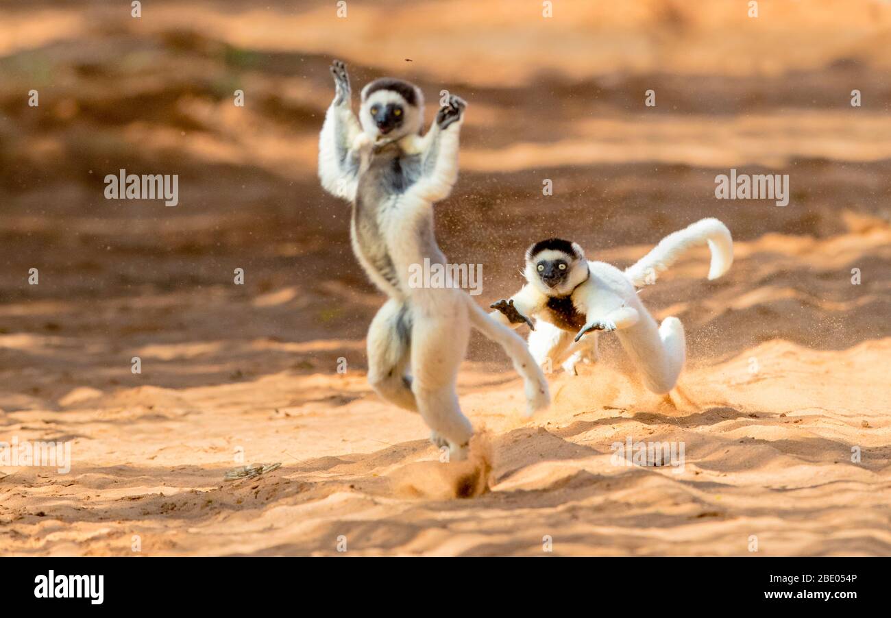 Verreauxs sifakas (Propithecus verreauxi) durante la disputa territoriale, Madagascar Foto Stock