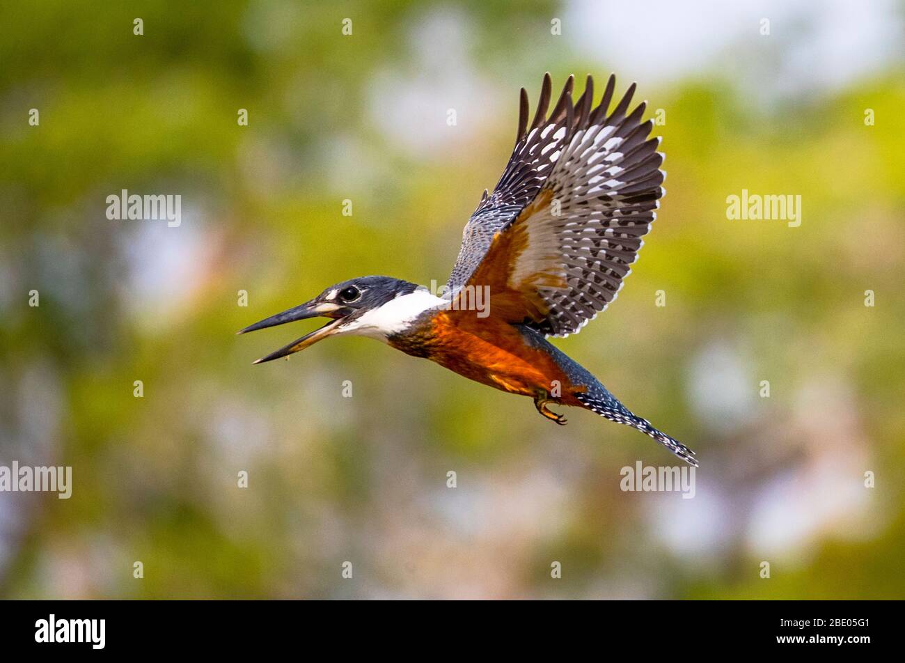 Volo a corone (Megaceryle torquata), Pantanal, Brasile Foto Stock