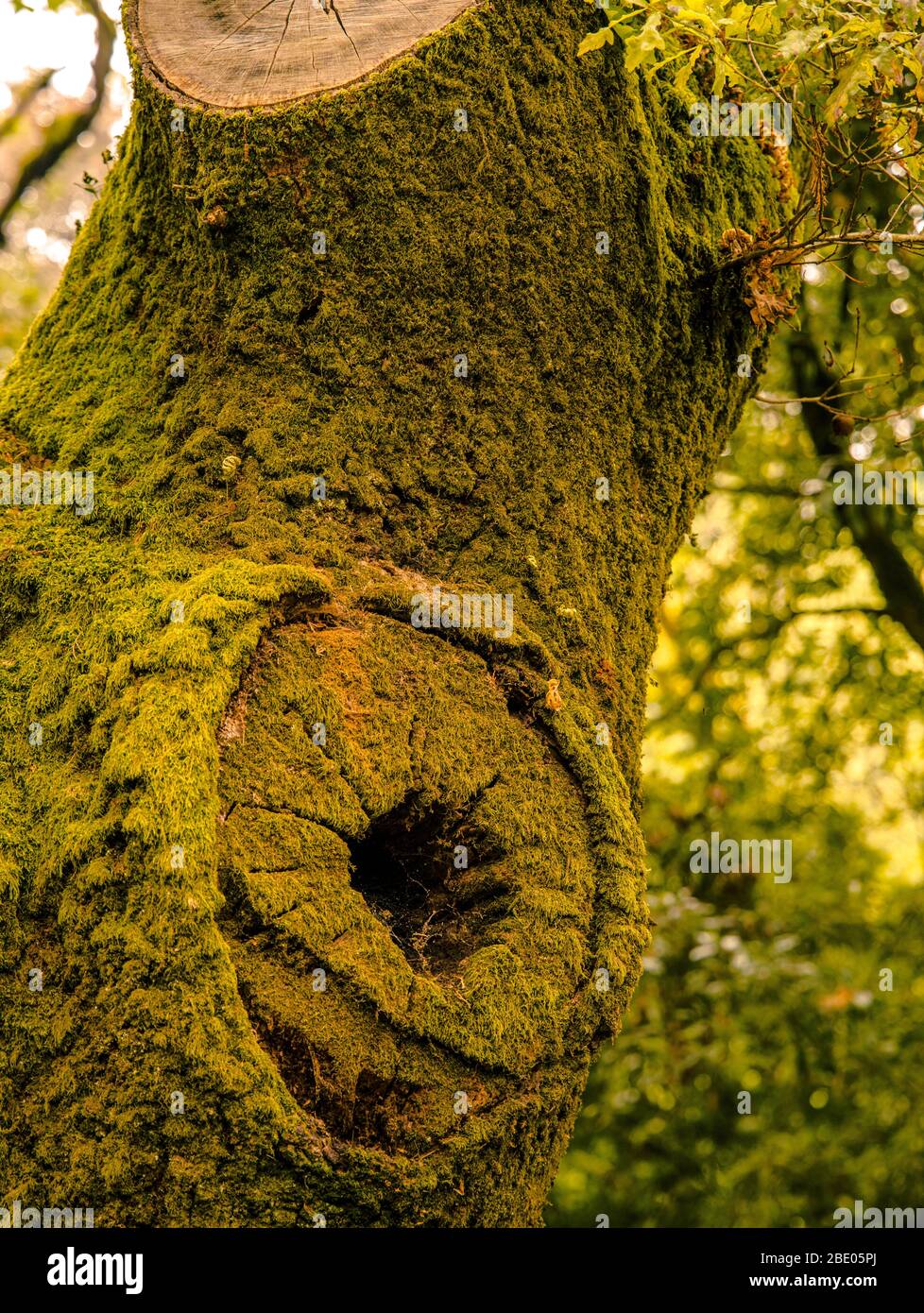 Corteccia verde e muschio di albero Foto Stock