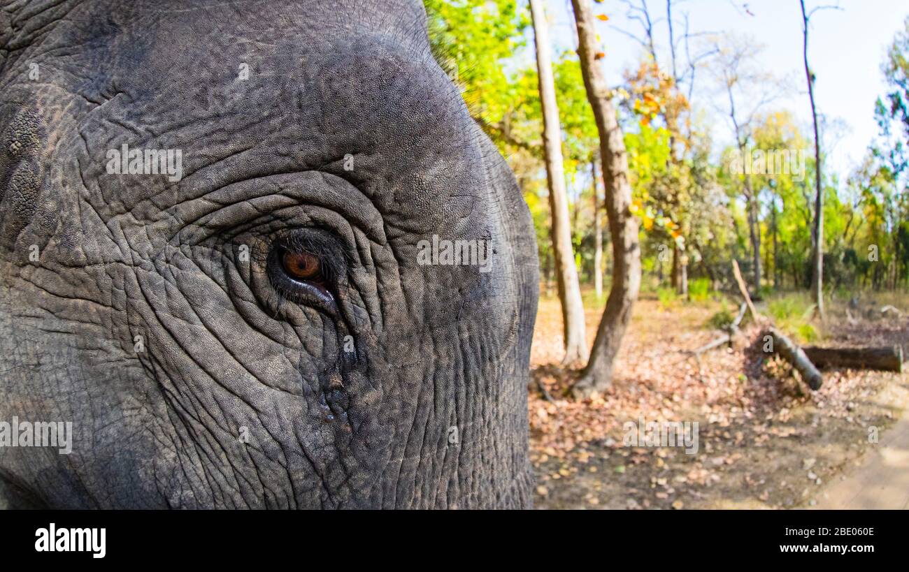 Primo piano di elefante, India Foto Stock