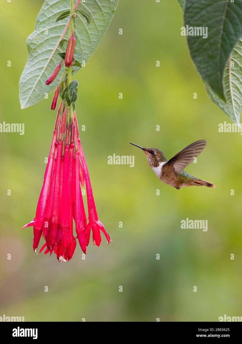 Colibrì scintillante (Selasforus scintilla) che si aggirano vicino al fiore, Talamanca Mountains, Costa Rica Foto Stock