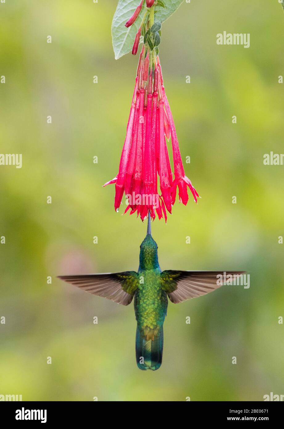 Colibrì viola dalle tonalità blu che si stanca vicino al fiore, Talamanca Mountains, Costa Rica Foto Stock