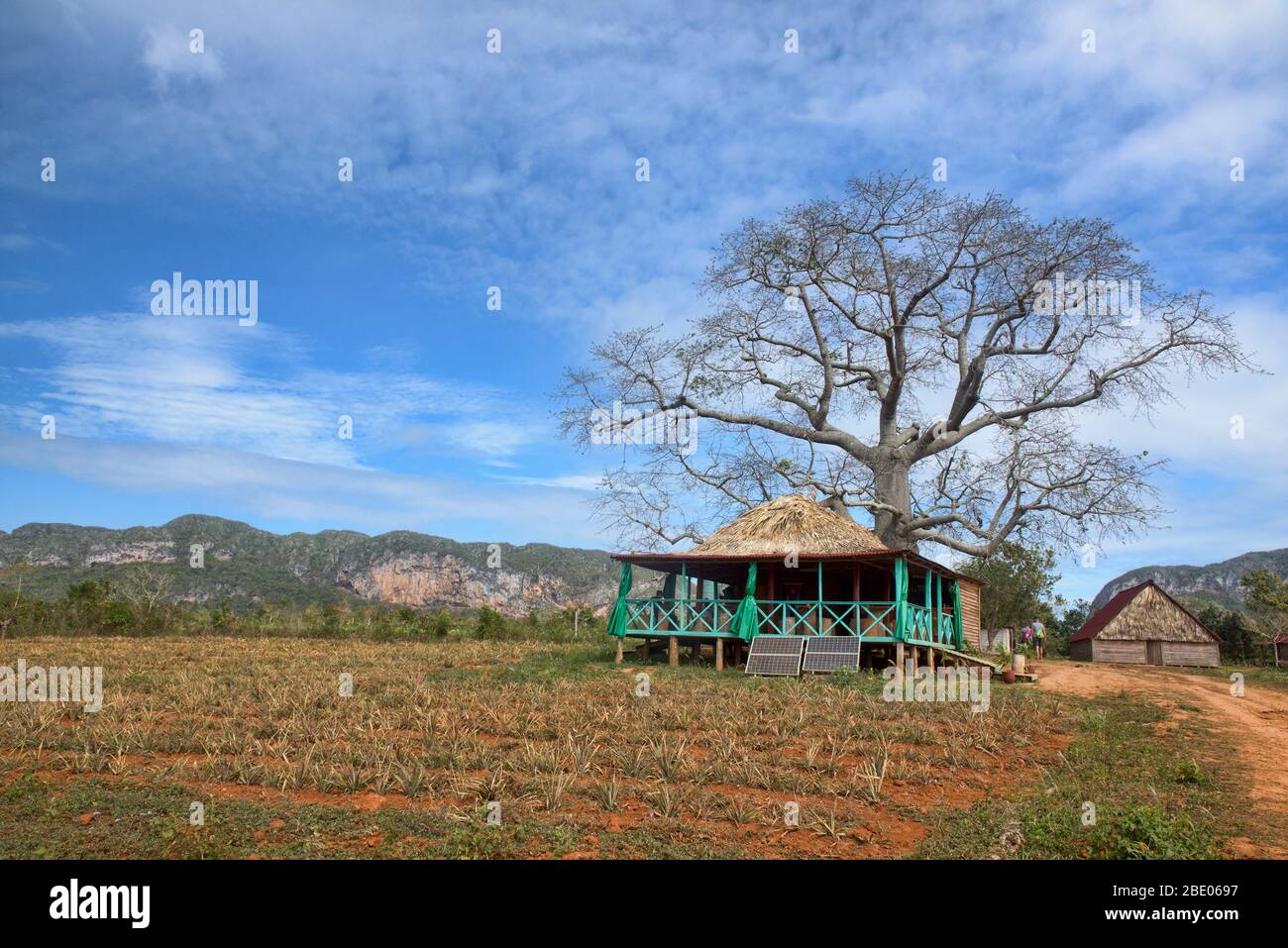 Paesaggio agricolo di tabacco nella Valle di Viñales, Cuba Foto Stock