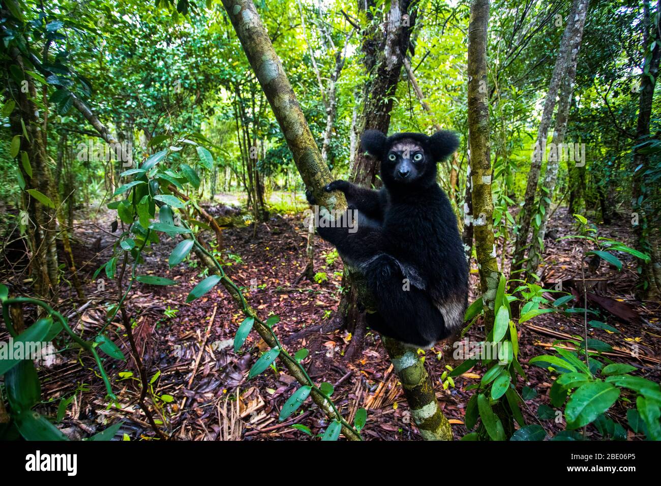 Ritratto di indri nero indr, riserva di Palmarium , Madagascar Foto Stock