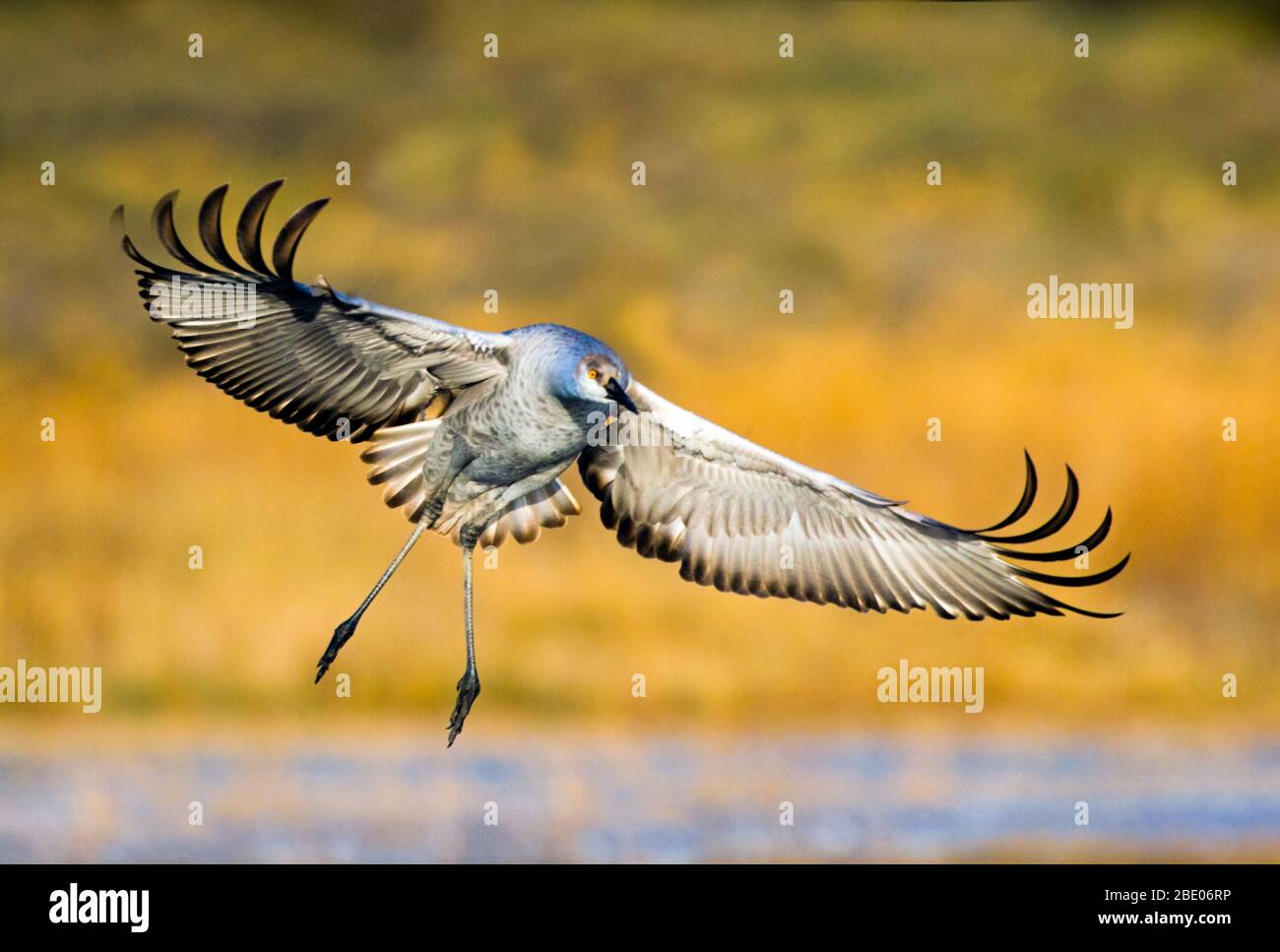 Ritratto della gru Sandhill con ali sparse, New Mexico, USA Foto Stock