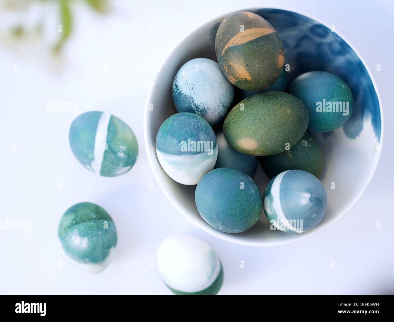 Uova di Pasqua colorate con un colore naturale di cavolo rosso su sfondo bianco con spazio vuoto decorato con fiori bianchi di primavera in una ciotola blu chiaro. Foto Stock