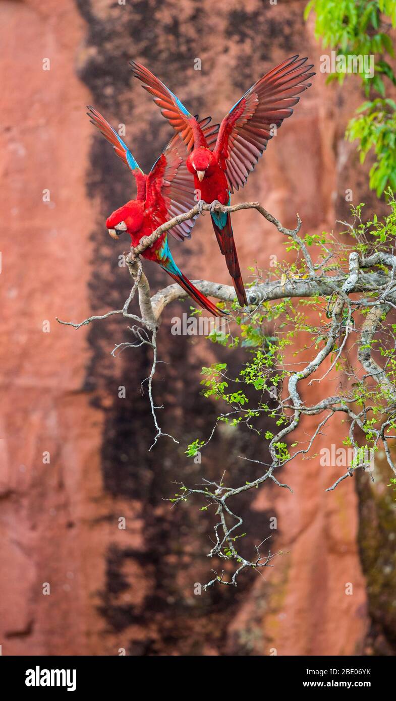 Due macaw rosso-e-verde su albero, Porto Jofre , Mato Grosso, Cuiaba fiume, vicino alla foce dei tre Fratelli nel Pantanal settentrionale, Brasile Foto Stock