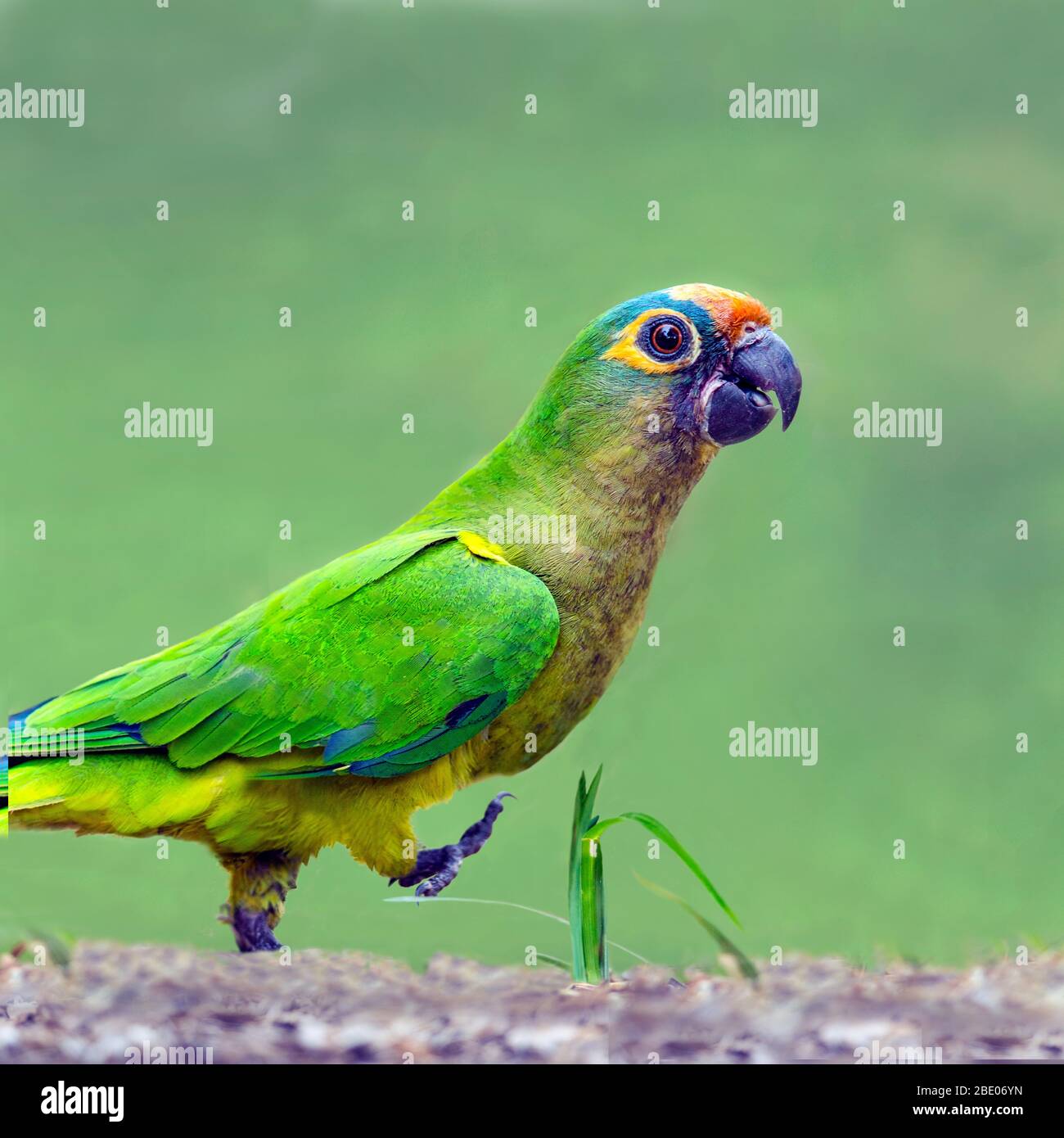 Ritratto di parakeet a piedi con fronte di leach, Porto Jofre , Mato Grosso, Cuiaba fiume, vicino alla foce dei tre Fratelli nel Pantanal settentrionale, Brasile Foto Stock