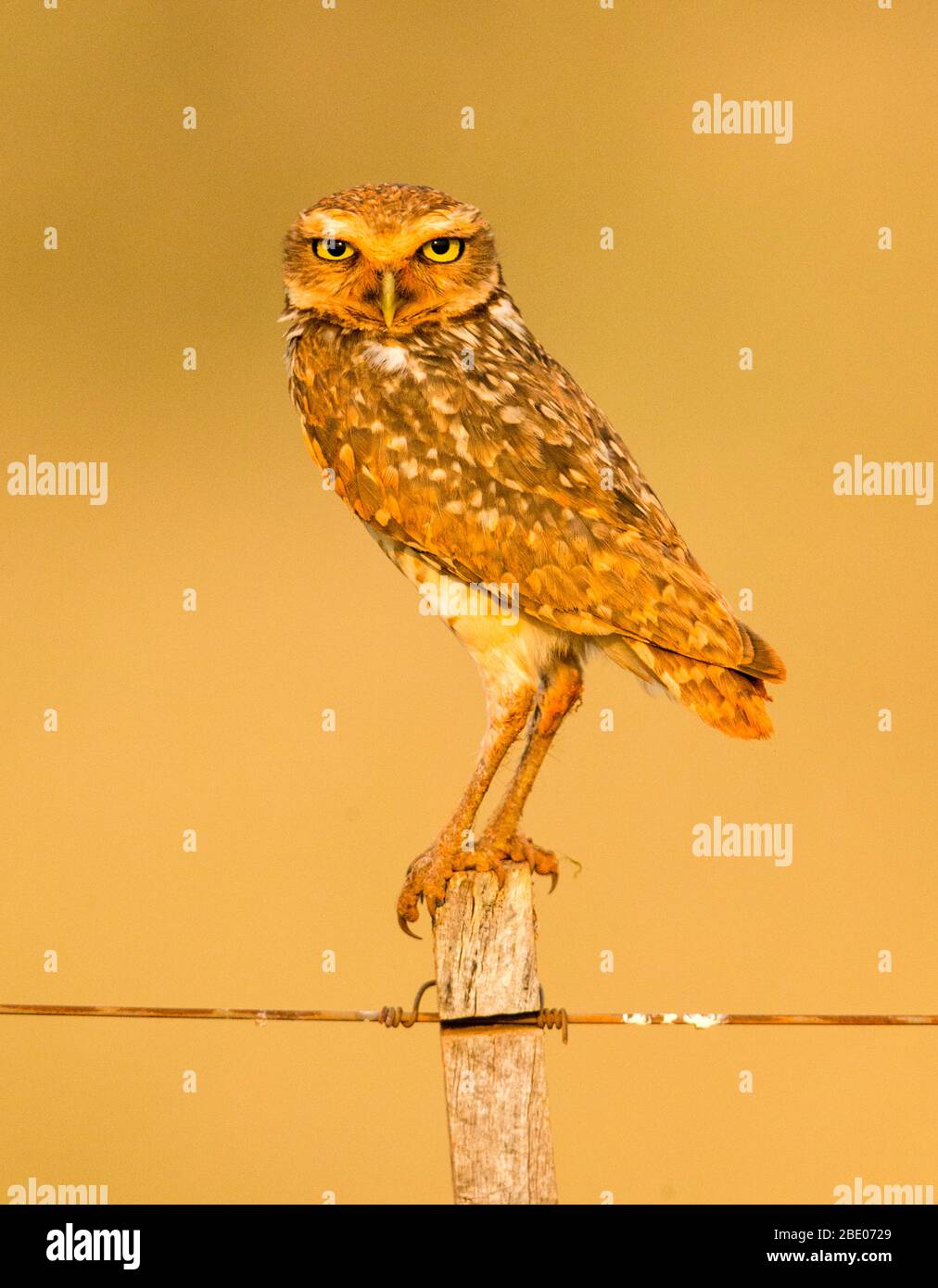 Ritratto di Burrowing Wowl, Porto Jofre, Mato Grosso, Cuiaba fiume, vicino alla foce dei tre Fratelli nel Pantanal settentrionale, Brasile Foto Stock