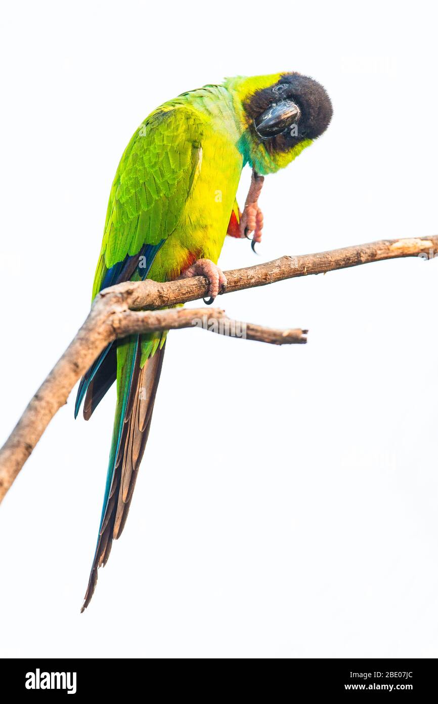 Ritratto di parakeet con cappuccio nero (Aratinga nenday) appollaiato su ramo, Porto Jofre, Pantanal, Brasile Foto Stock