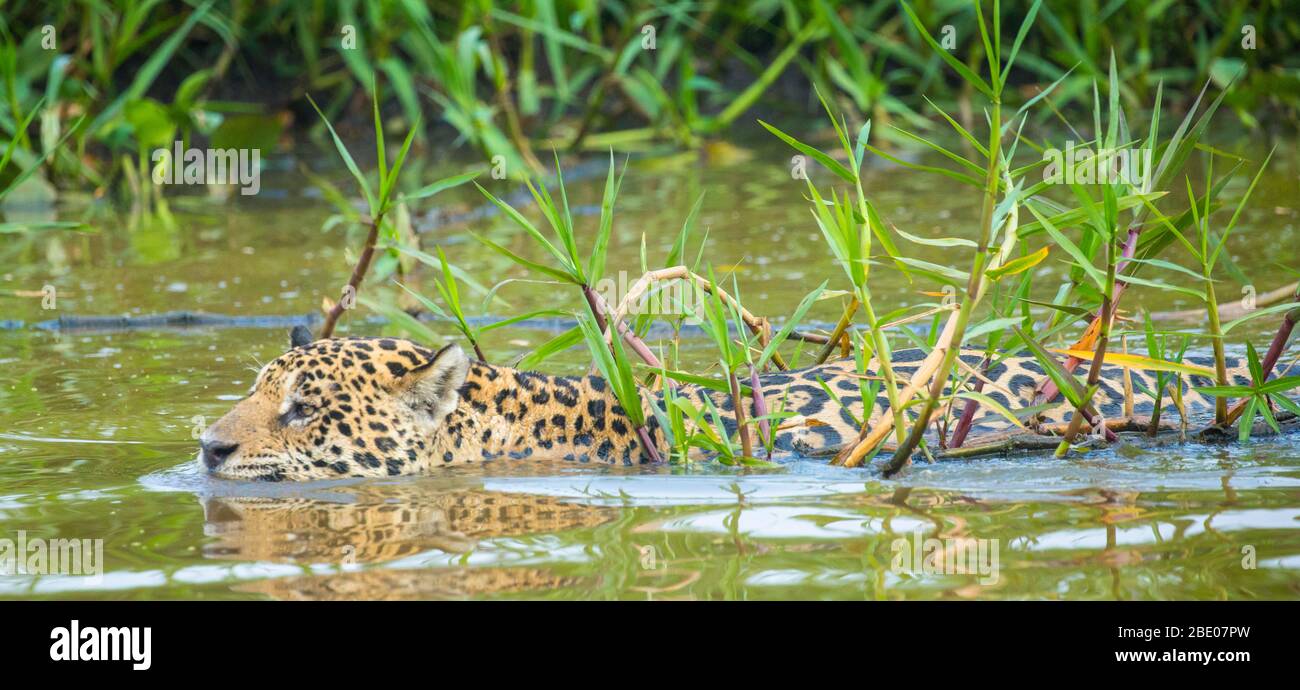 Jaguar (Panthera onca) nuoto nel fiume Cuiaba, Porto Jofre, Pantanal, Brasile Foto Stock