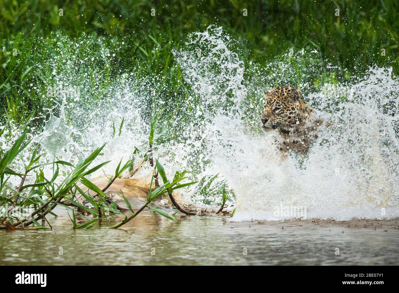 Jaguar (Panthera onca) caccia a Cuiaba fiume, Porto Jofre, Pantanal, Brasile Foto Stock