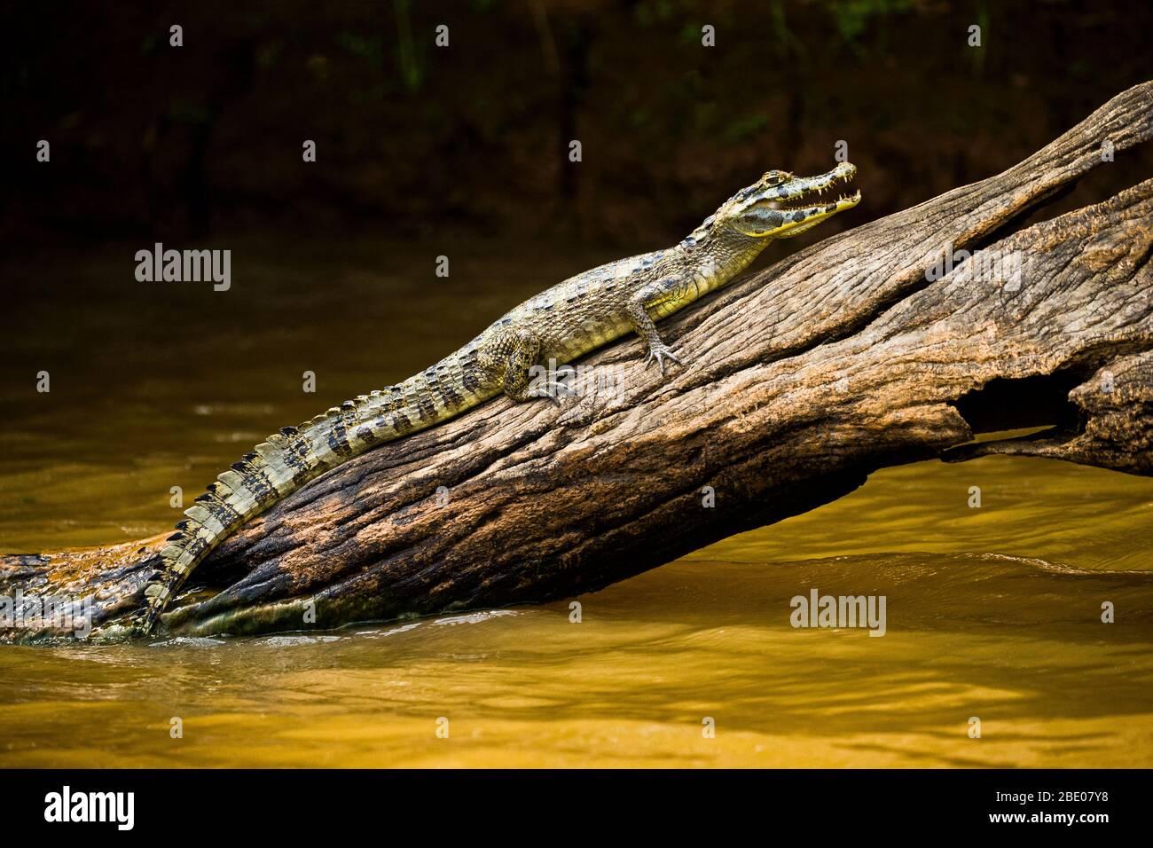 Caiman riposato sul driftwood in Cuiaba fiume, Porto Jofre, Pantanal, Brasile Foto Stock