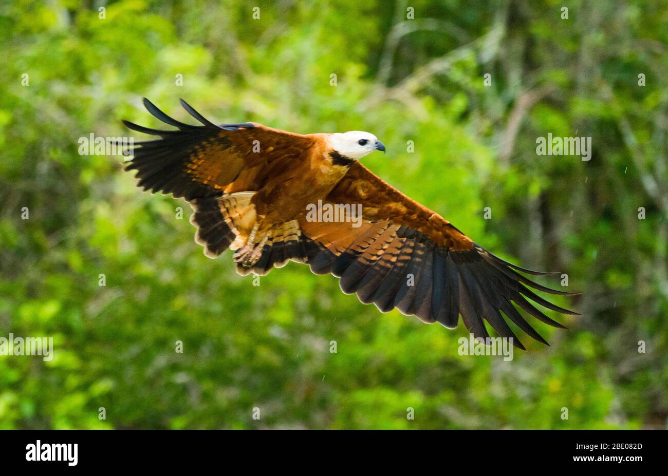 Volo falco nero-colato (Busarellus nigricollis), Porto Jofre, Mato Grosso, Brasile Foto Stock