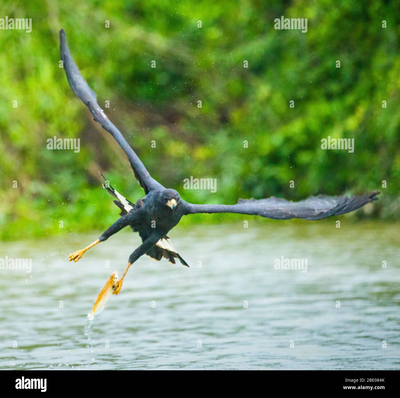 Grande falco nero (Buteogallus urubitinga) che vola sopra l'acqua, Porto Jofre, Mato Grosso, Brasile Foto Stock