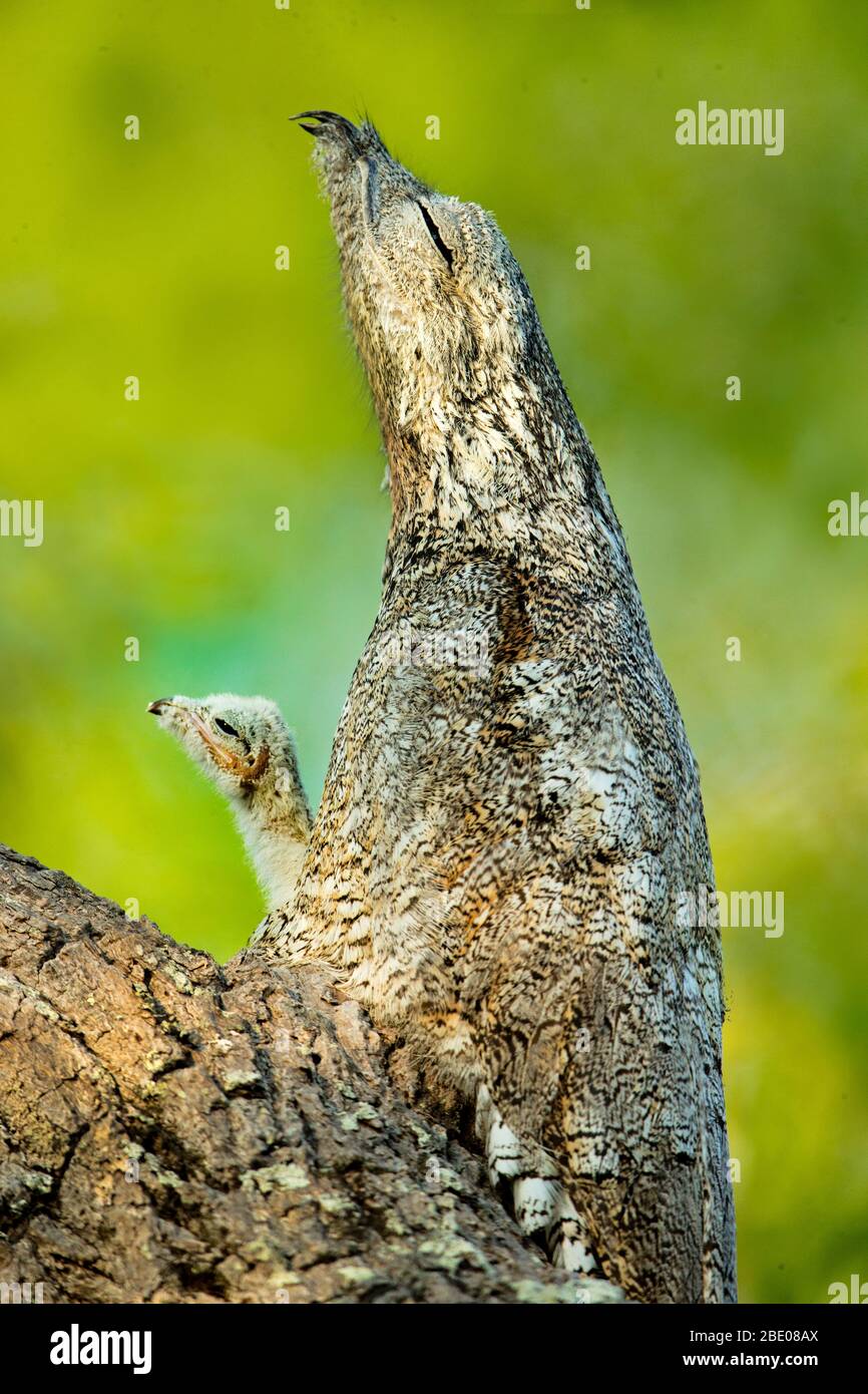 Primo piano di uccelli, Porto Jofre, Mato Grosso, Brasile Foto Stock