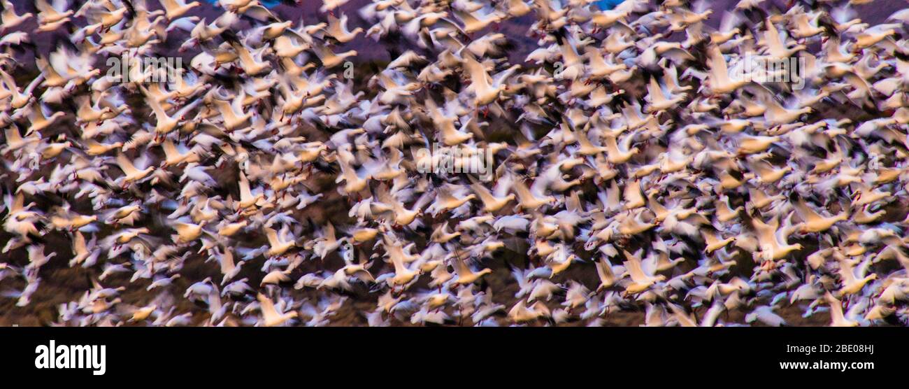 Grande mandria di oche da neve Soccorso, New Mexico, USA Foto Stock