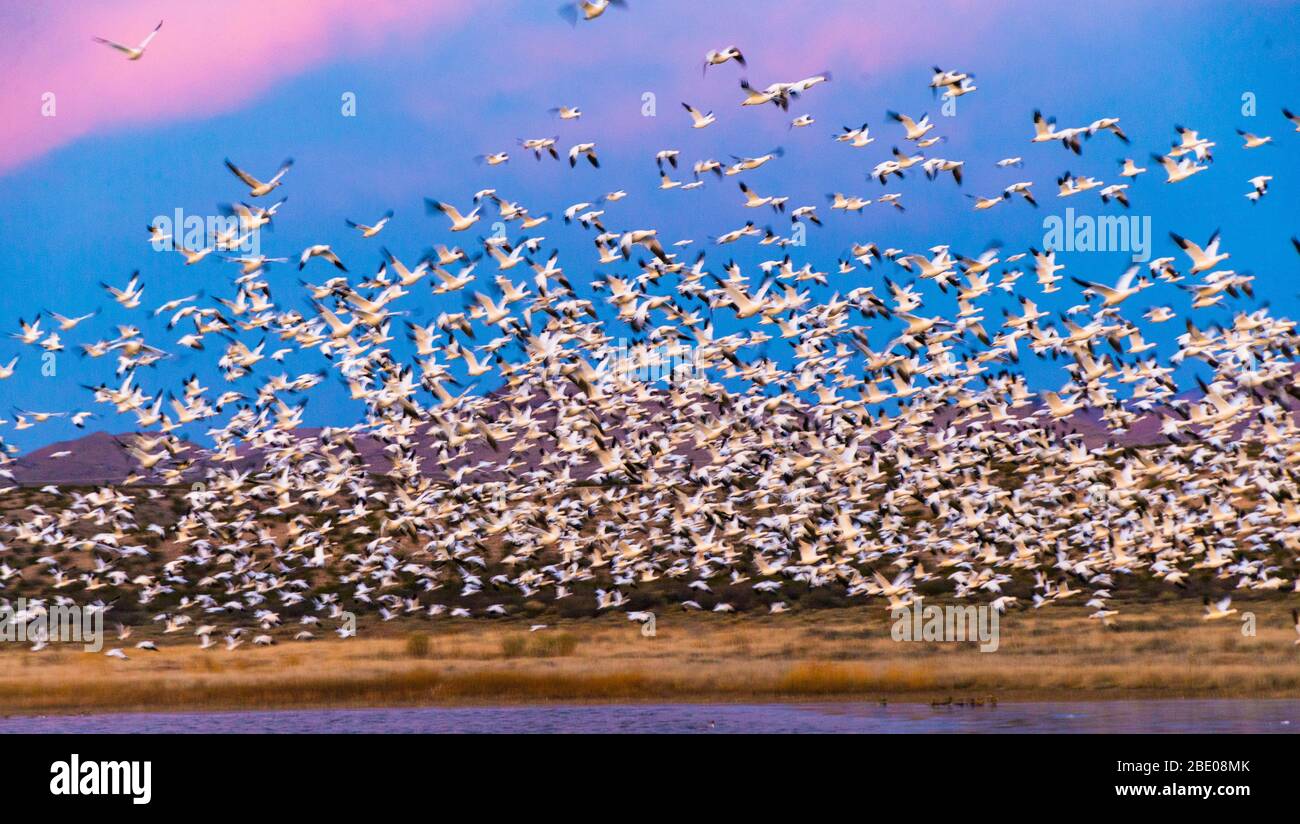 Grande mandria di oche da neve Soccorso, New Mexico, USA Foto Stock