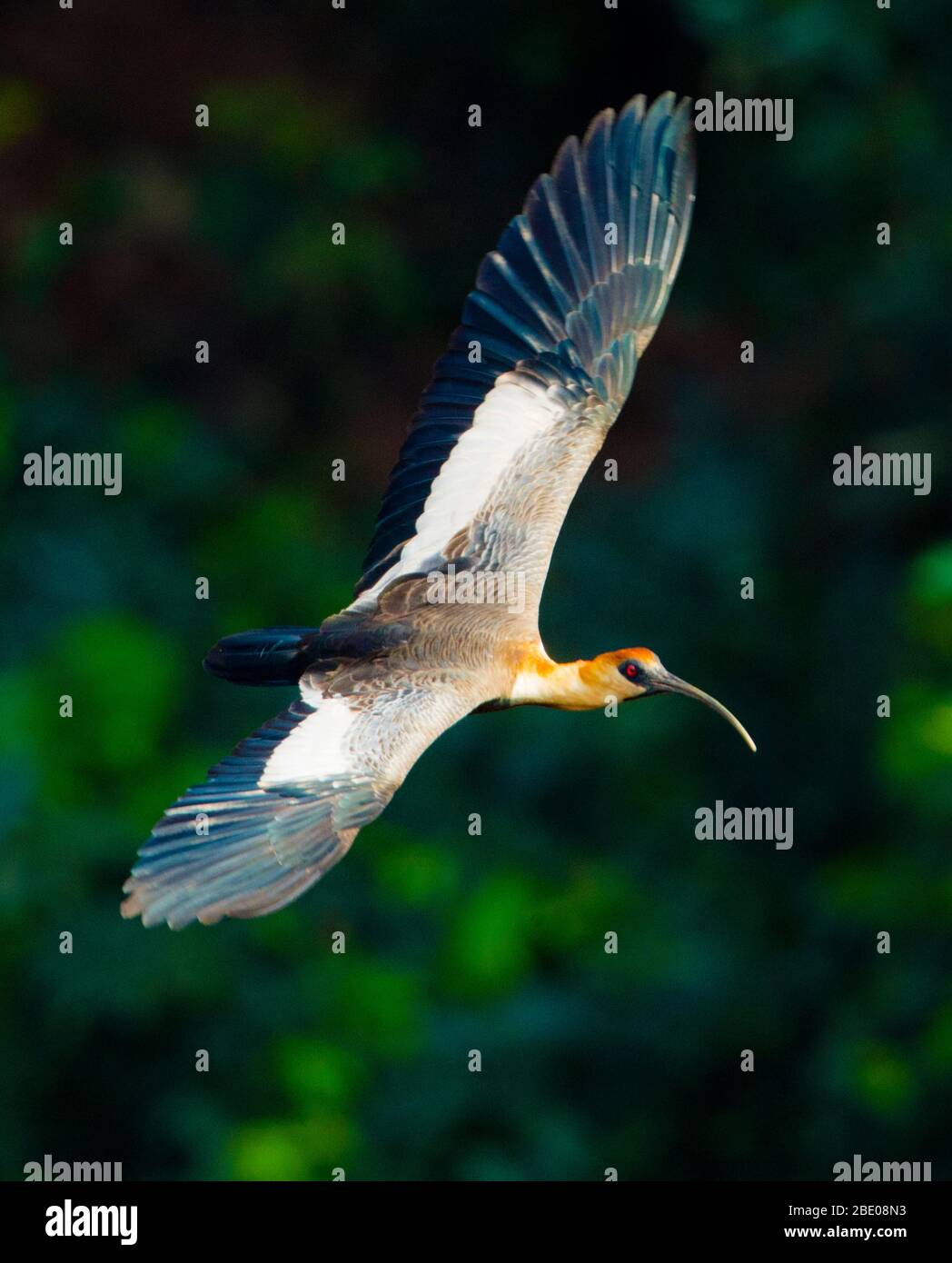 Primo piano di volo ibis Buff-necked, Porto Jofre , Mato Grosso, Cuiaba fiume, vicino alla foce dei tre Fratelli nel Pantanal settentrionale, Brasile Foto Stock