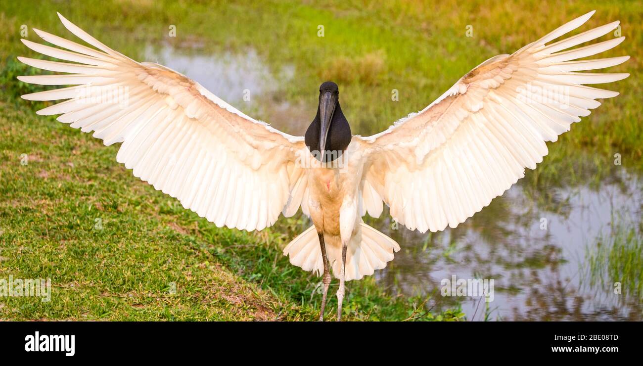 Vista della cicogna di Jabiru con le ali sparse, Porto Jofre , Mato Grosso, Cuiaba fiume, vicino alla foce dei tre Fratelli nel Pantanal settentrionale, Brasile Foto Stock