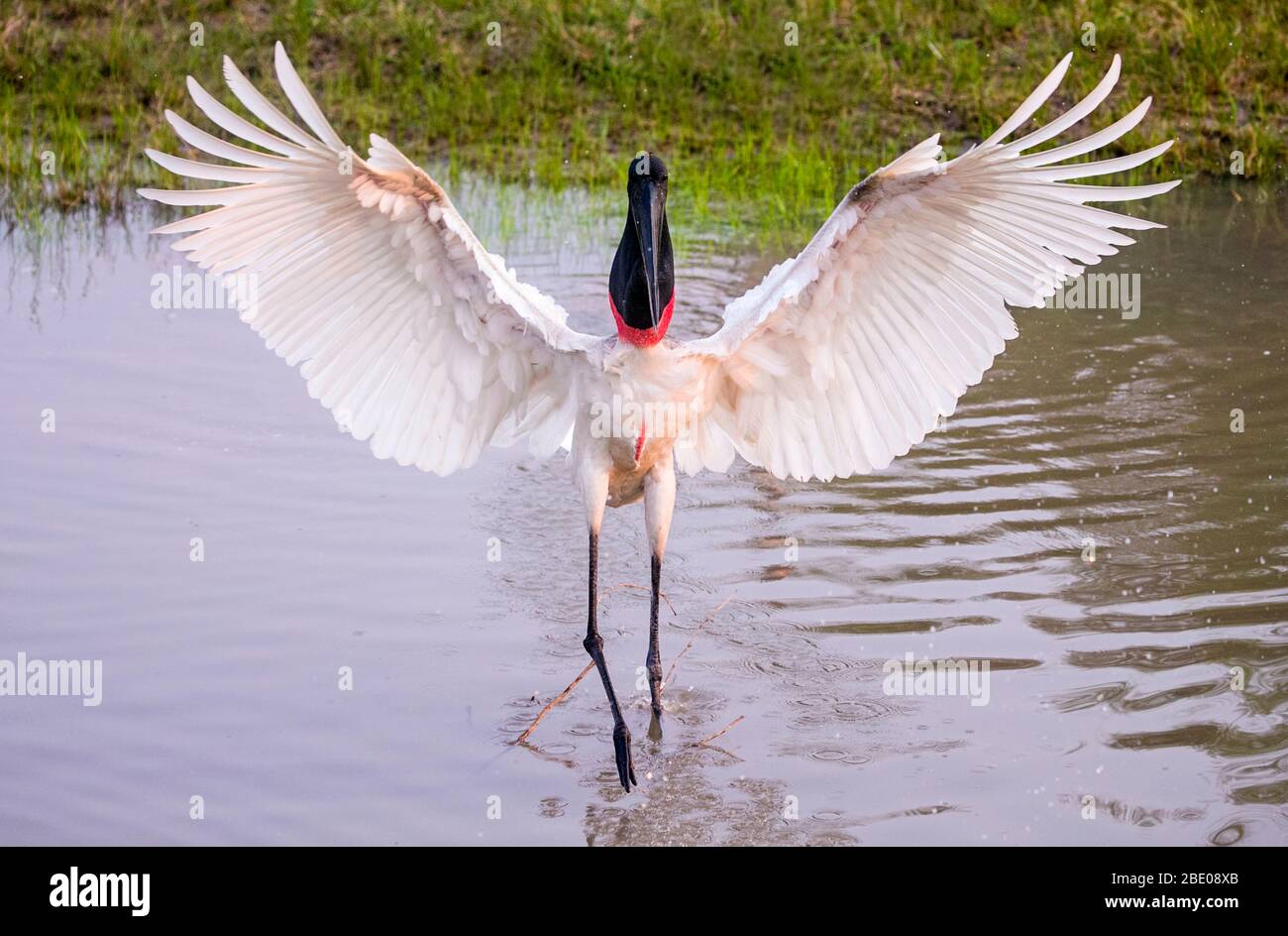 Vista della cicogna di Jabiru con le ali sparse, Porto Jofre , Mato Grosso, Cuiaba fiume, vicino alla foce dei tre Fratelli nel Pantanal settentrionale, Brasile Foto Stock