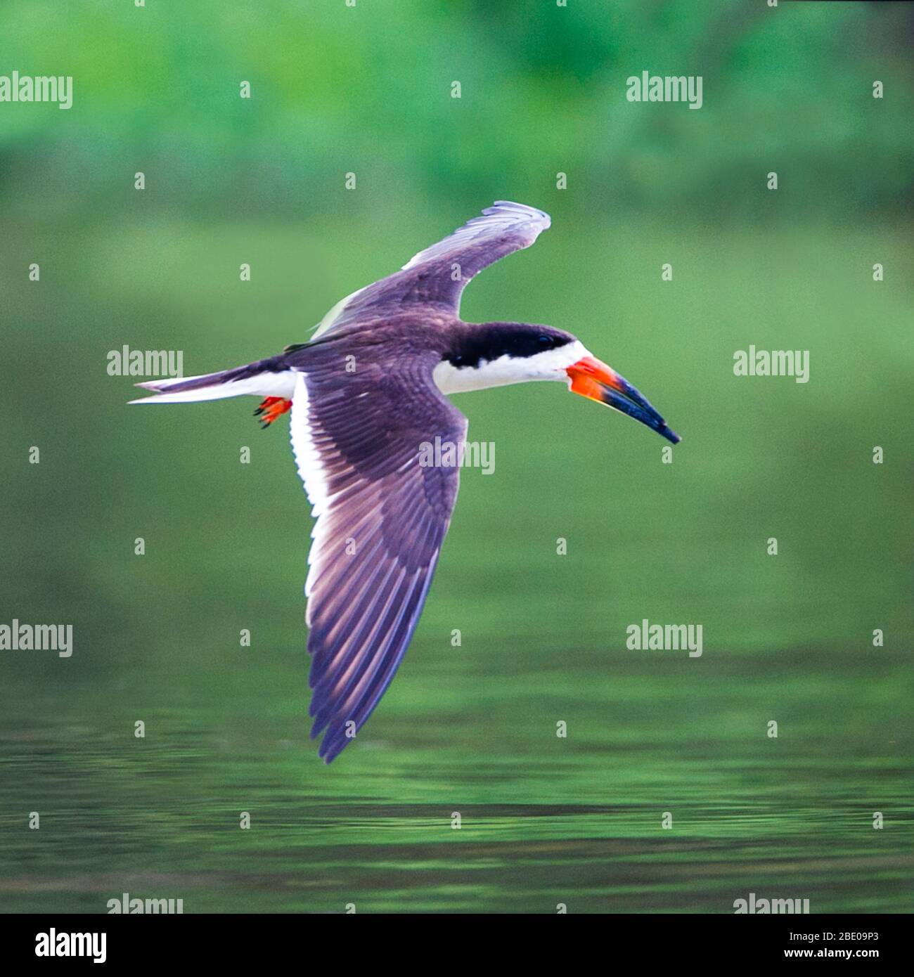 Skimmer nero che vola sul fiume, Porto Jofre, Mato Grosso, Brasile Foto Stock Skimmer nero che vola sul fiume, Porto Jofre, Mato Grosso, Brasile Foto Stock
