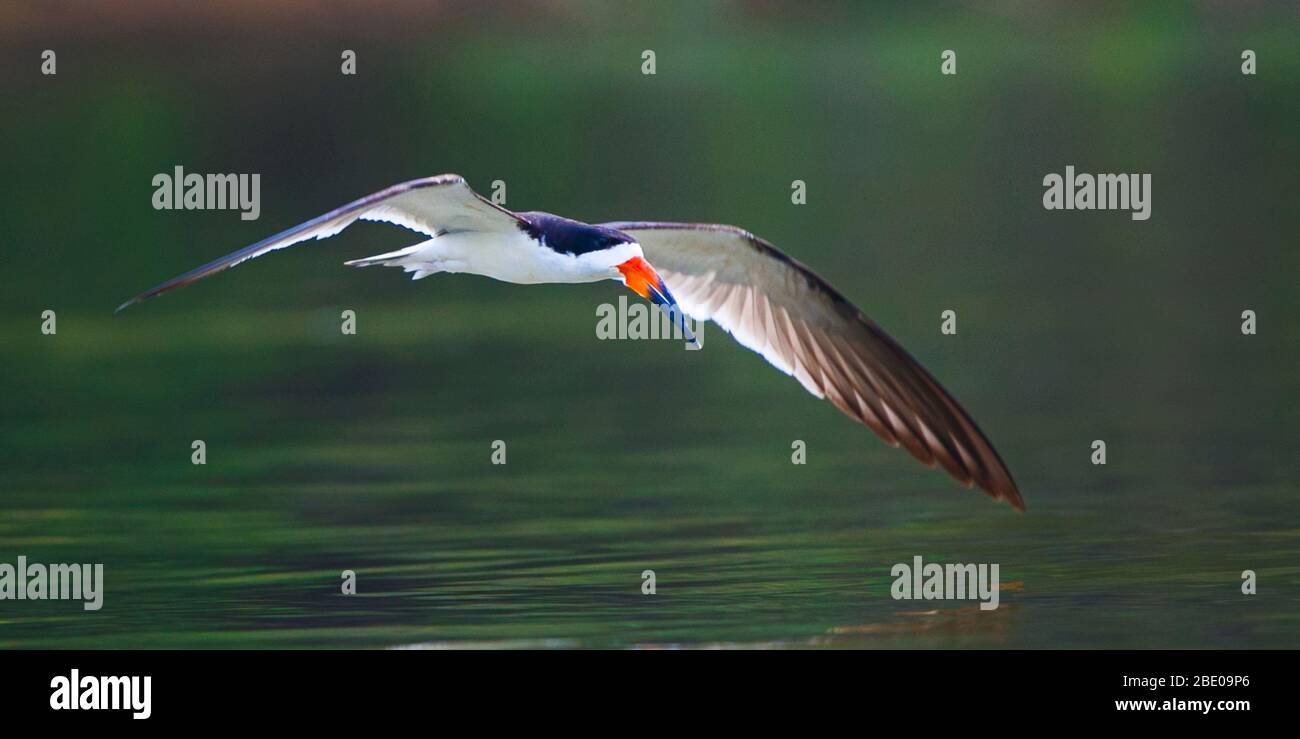Skimmer nero che vola sul fiume, Porto Jofre, Mato Grosso, Brasile Foto Stock Skimmer nero che vola sul fiume, Porto Jofre, Mato Grosso, Brasile Foto Stock