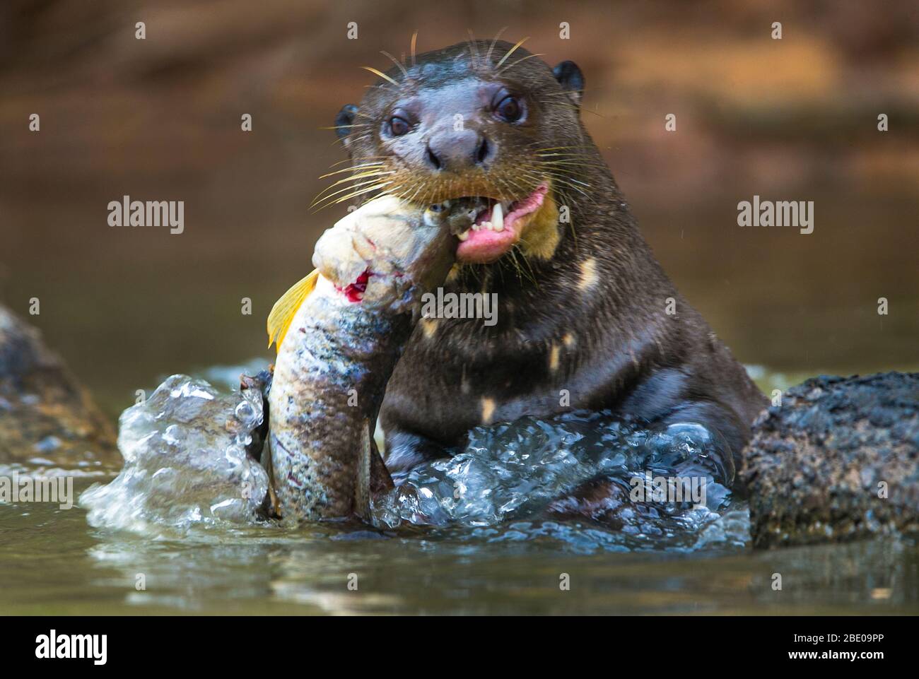 Primo piano della lontra gigante con pesce, Porto Jofre, Mato Grosso, Brasile Foto Stock