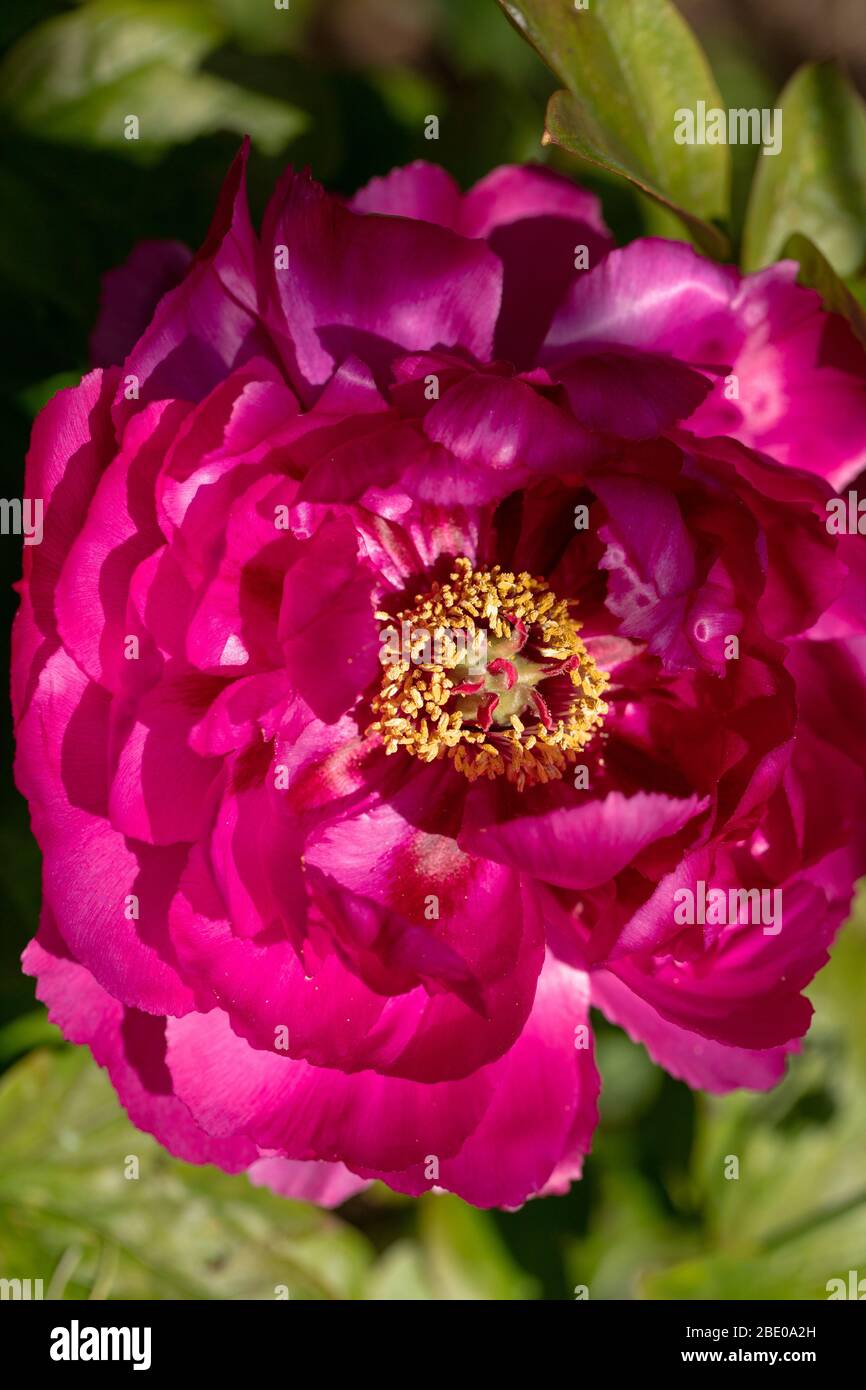 Grande fiore rosa magenta di peonia albero Luoyang Hong visto fiorire in un giardino di Londra in aprile. Foto Stock