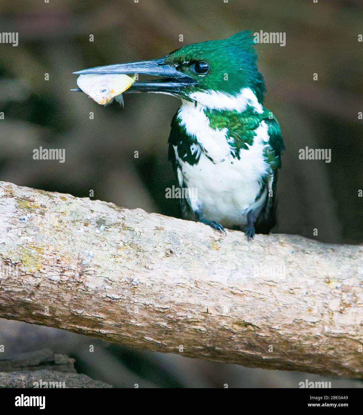 Primo piano di Martin pescatore, Porto Jofre, Mato Grosso, Brasile Foto Stock